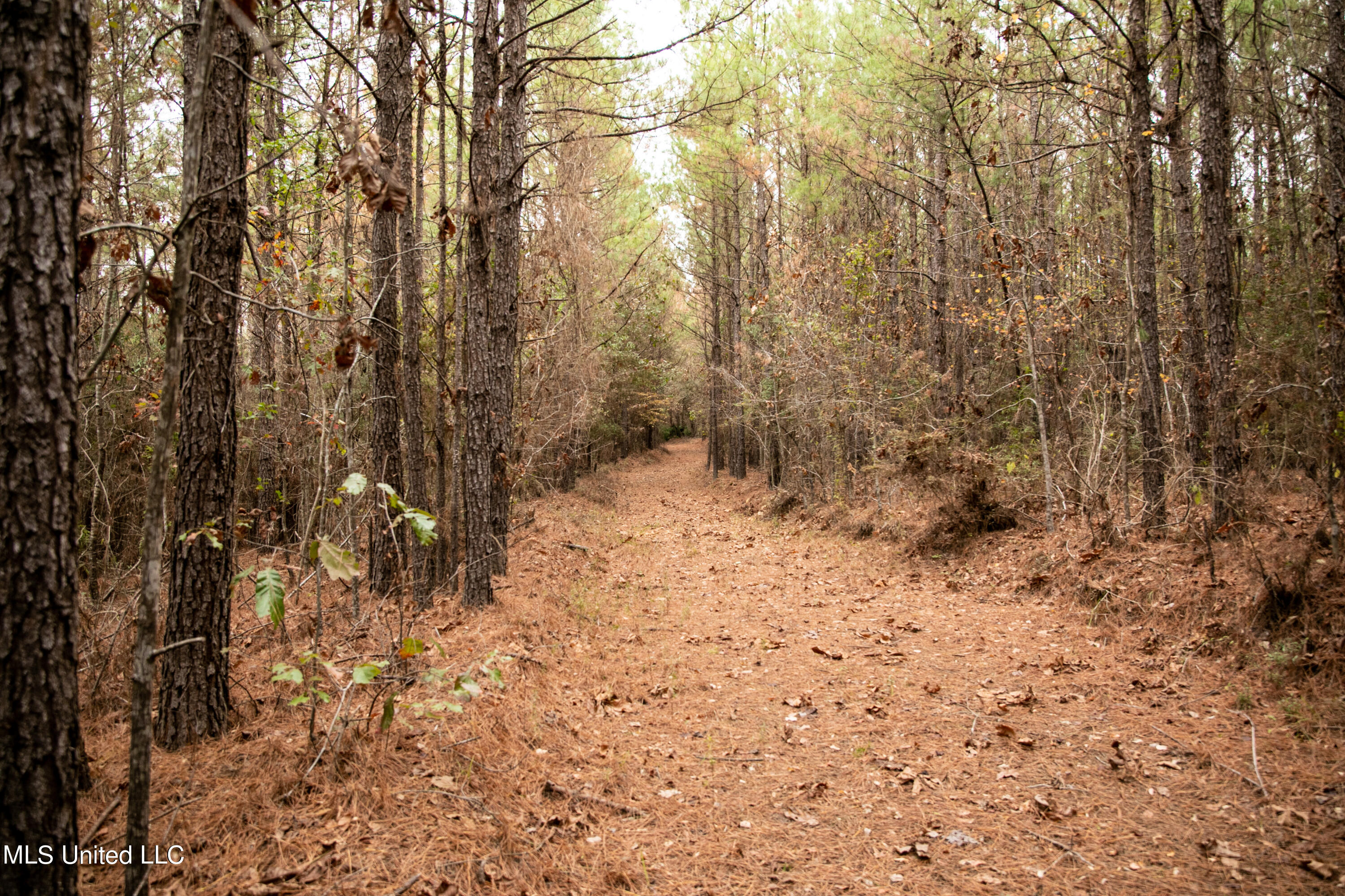 Union Road, Hazlehurst, Mississippi image 4