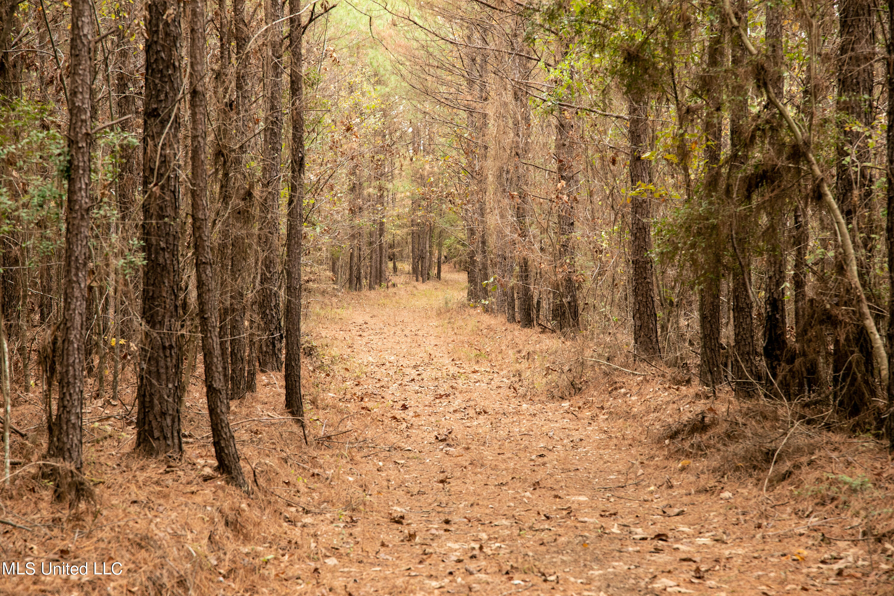 Union Road, Hazlehurst, Mississippi image 10