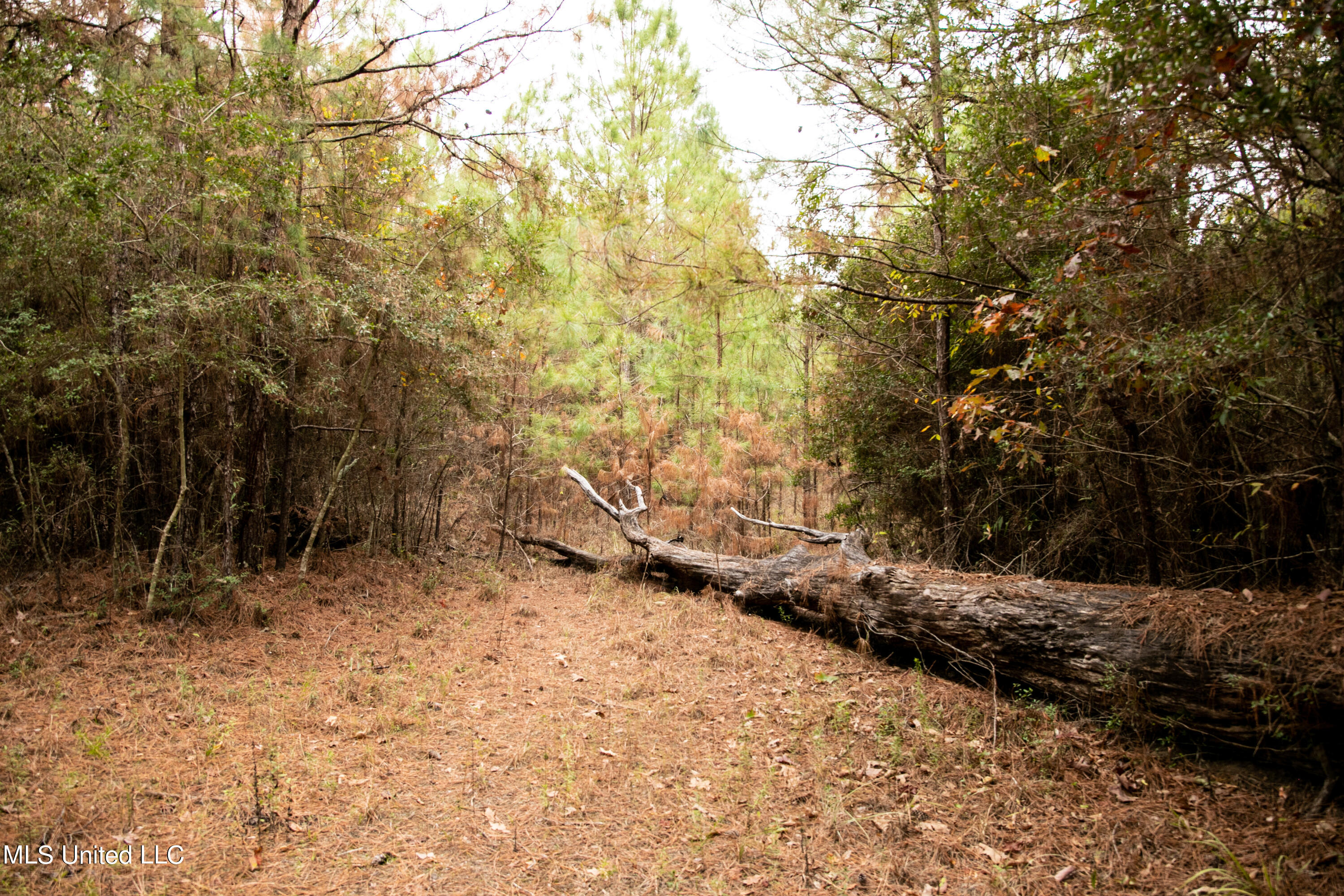 Union Road, Hazlehurst, Mississippi image 6