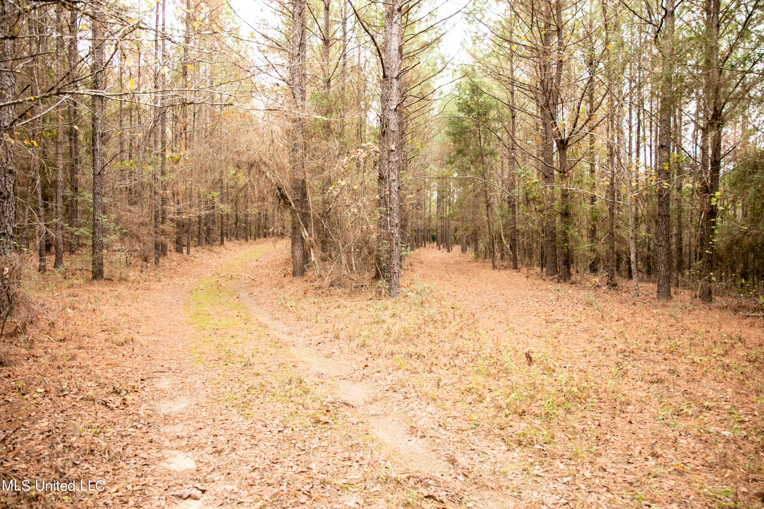 Union Road, Hazlehurst, Mississippi image 13