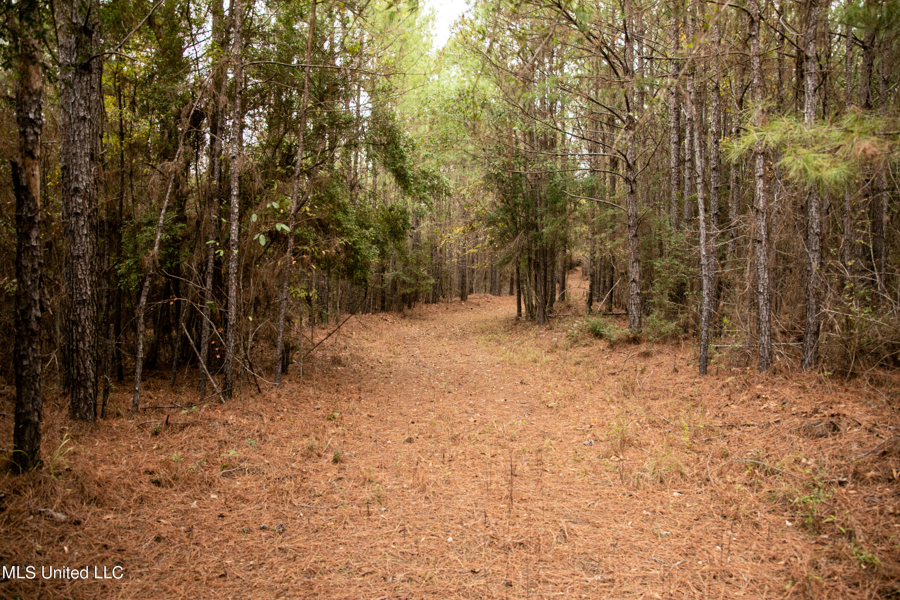 Union Road, Hazlehurst, Mississippi image 5