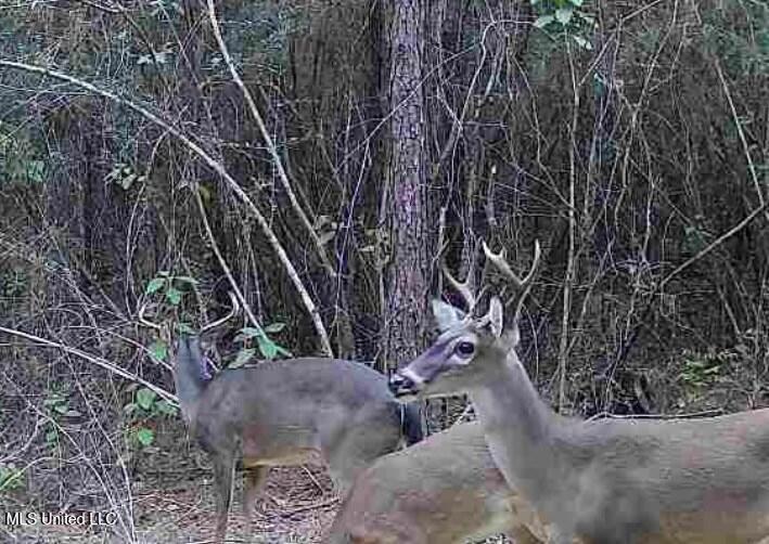 Nelson Road, Poplarville, Mississippi image 13