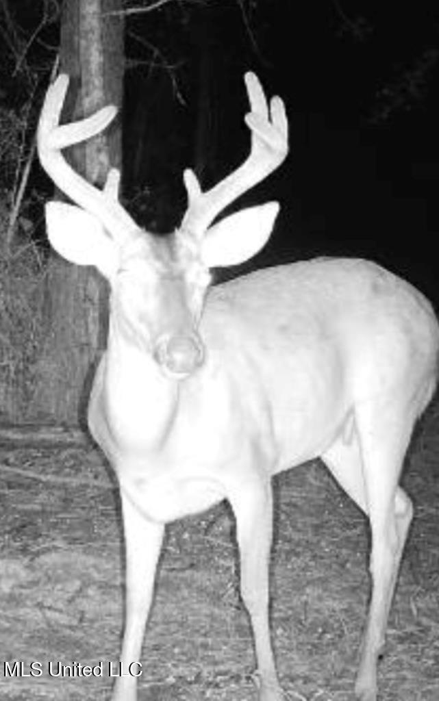 Nelson Road, Poplarville, Mississippi image 12