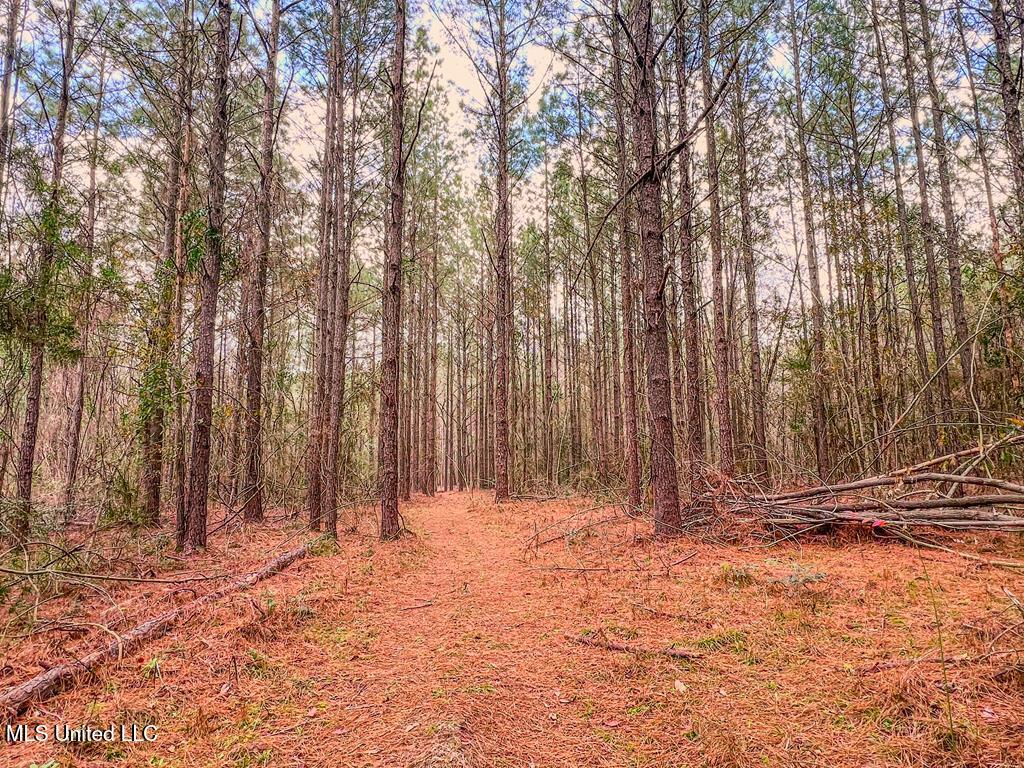 Nelson Road, Poplarville, Mississippi image 8