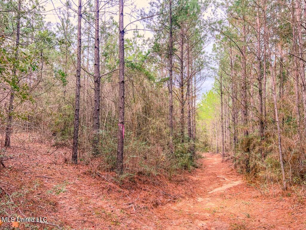 Nelson Road, Poplarville, Mississippi image 4
