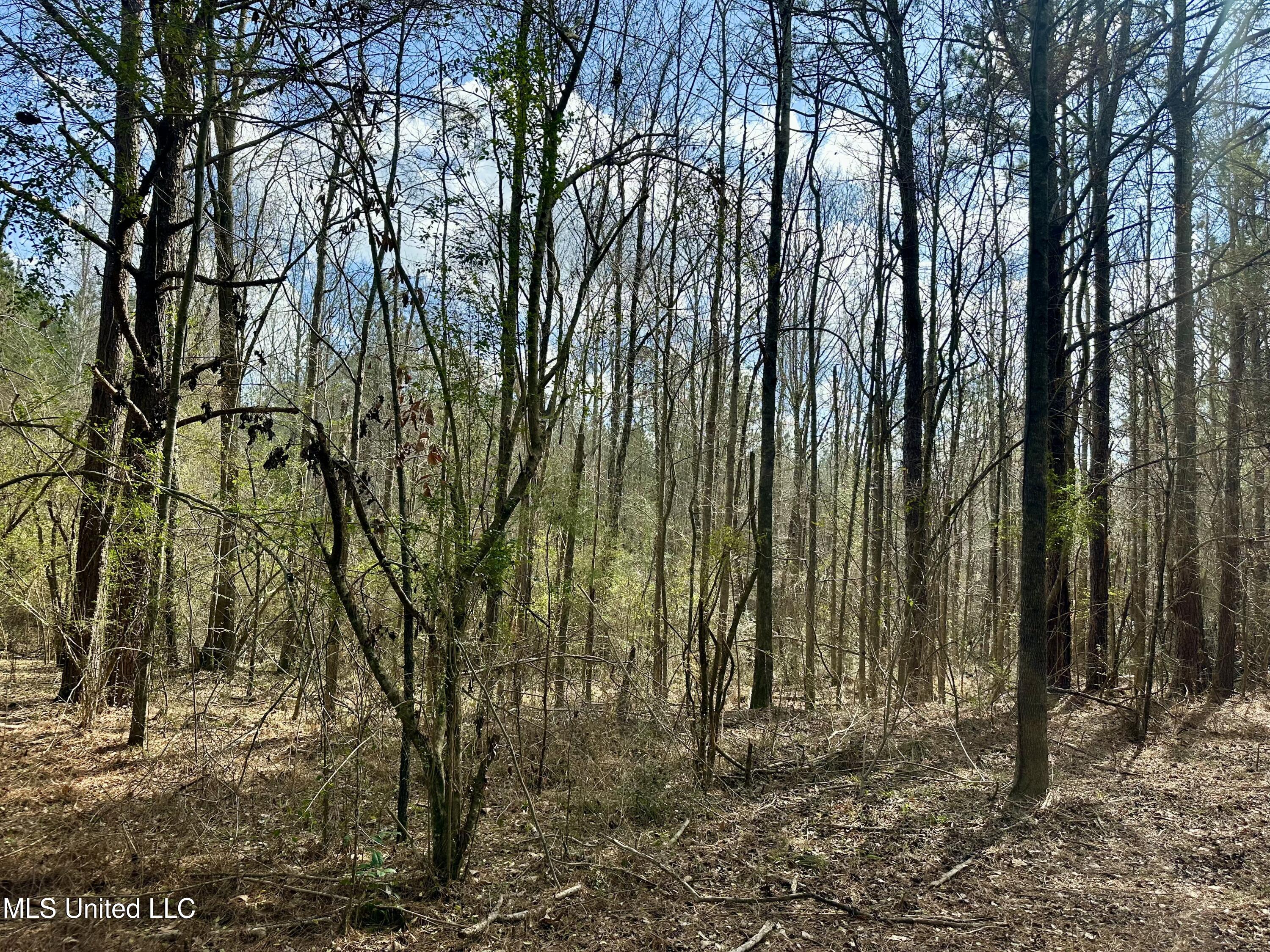242 Dan George Rd Road, Mendenhall, Mississippi image 9