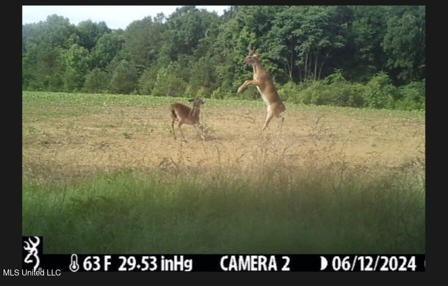 Higdon Road, Holly Springs, Mississippi image 34