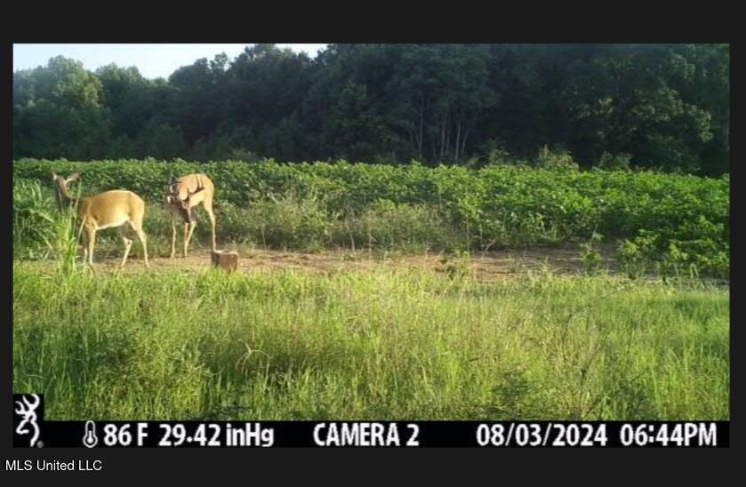 Higdon Road, Holly Springs, Mississippi image 33