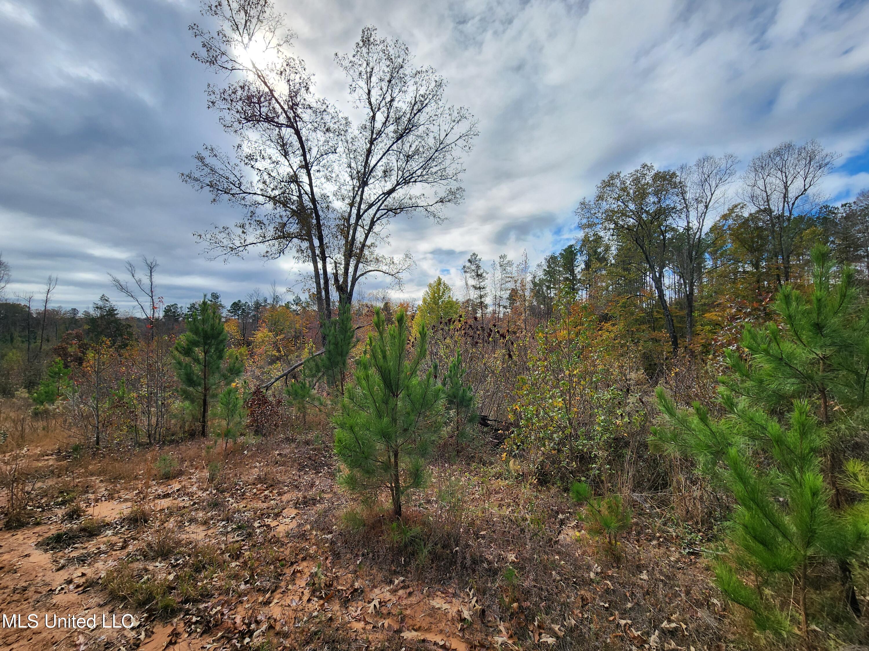 Higdon Road, Holly Springs, Mississippi image 16