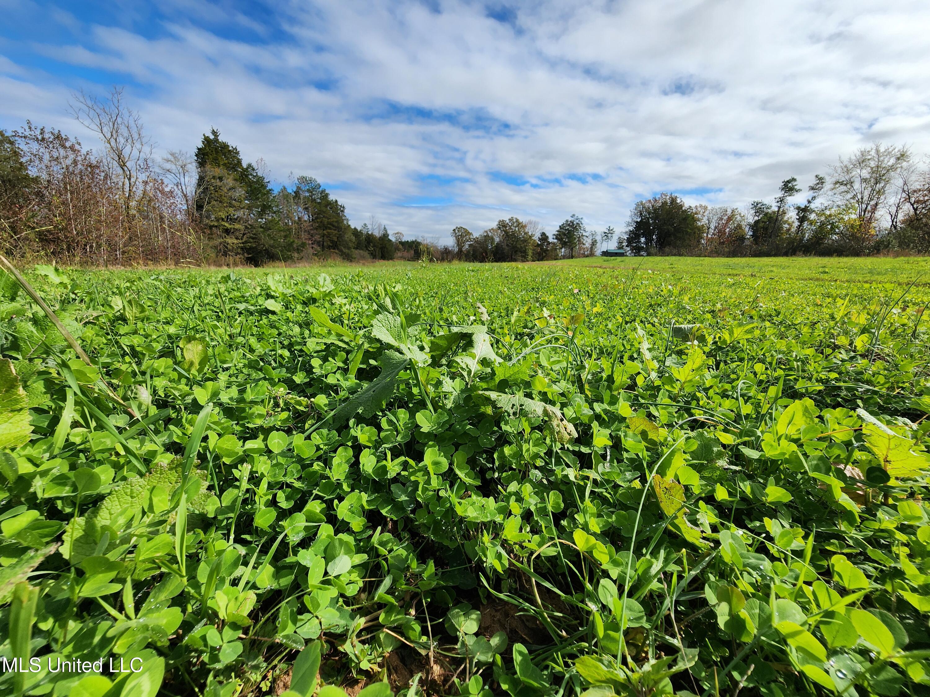 Higdon Road, Holly Springs, Mississippi image 8