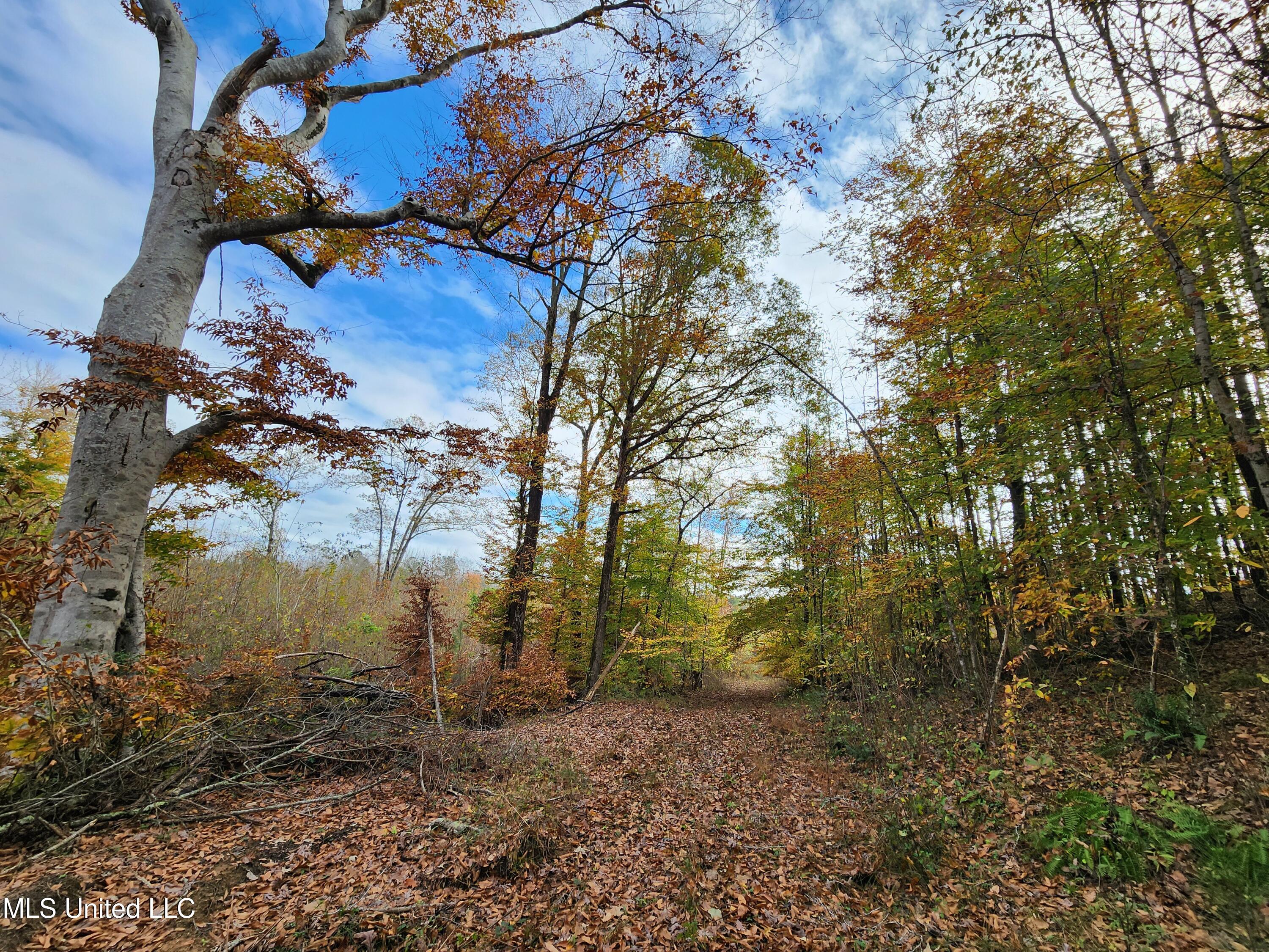 Higdon Road, Holly Springs, Mississippi image 17