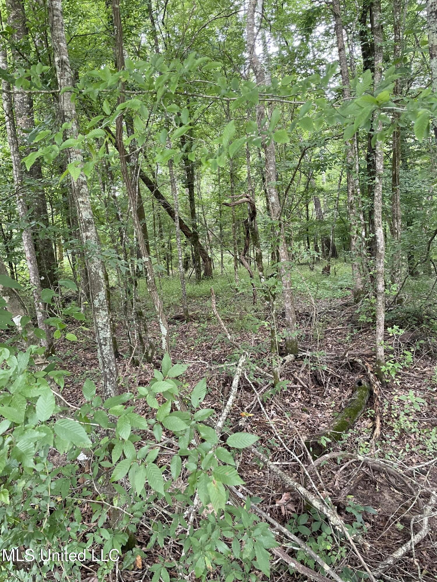 Hwy 13 Ms-13, Morton, Mississippi image 8