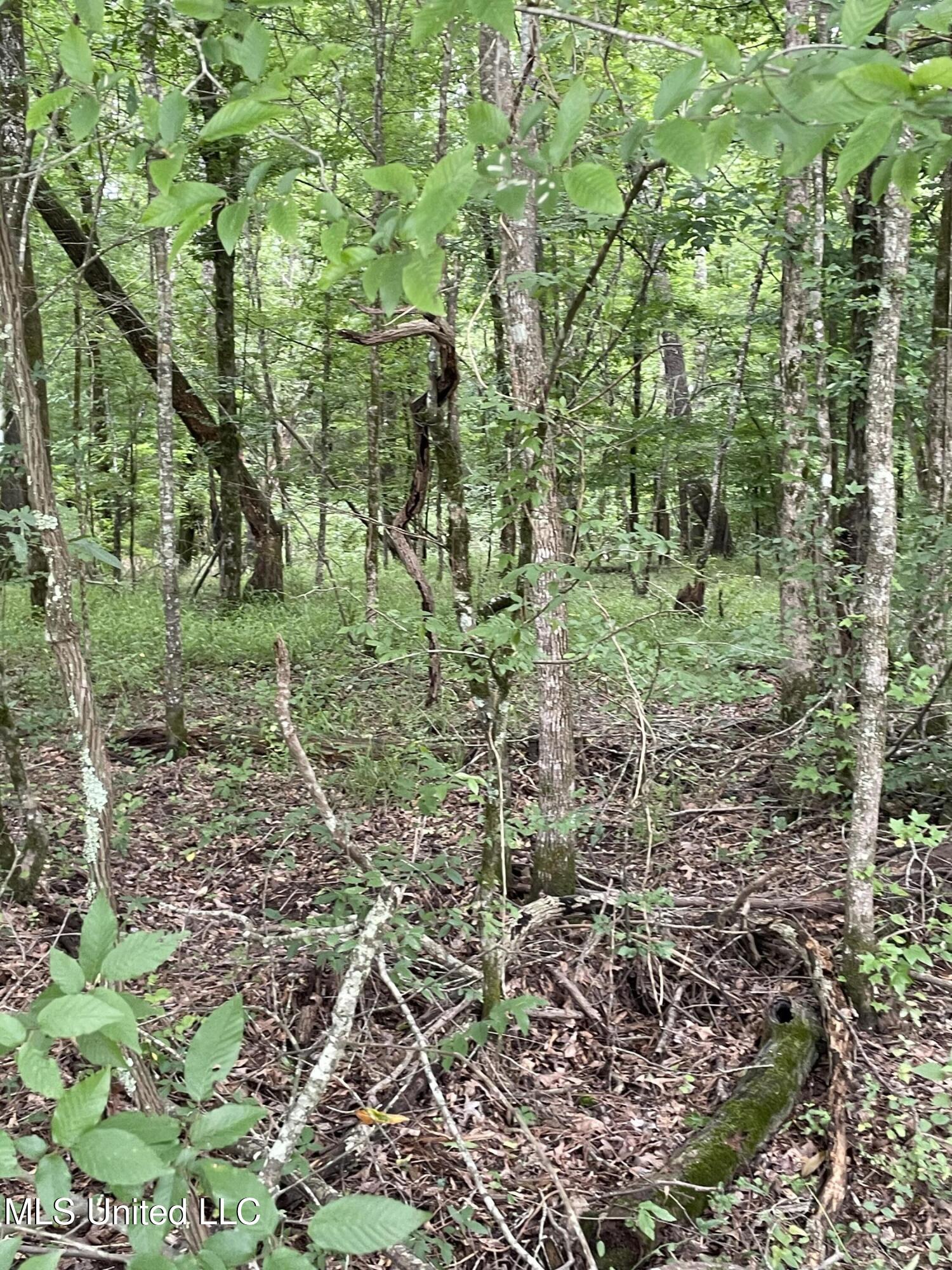 Hwy 13 Ms-13, Morton, Mississippi image 9