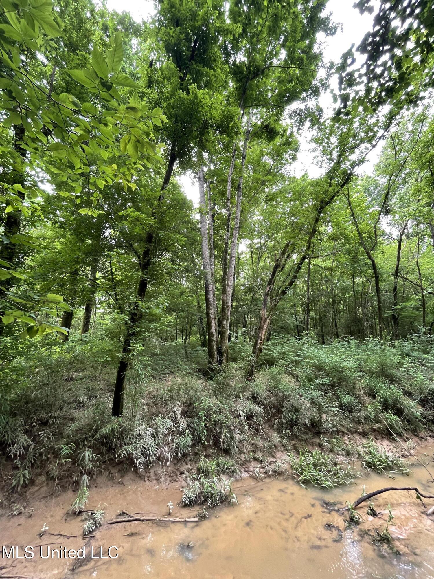 Hwy 13 Ms-13, Morton, Mississippi image 13