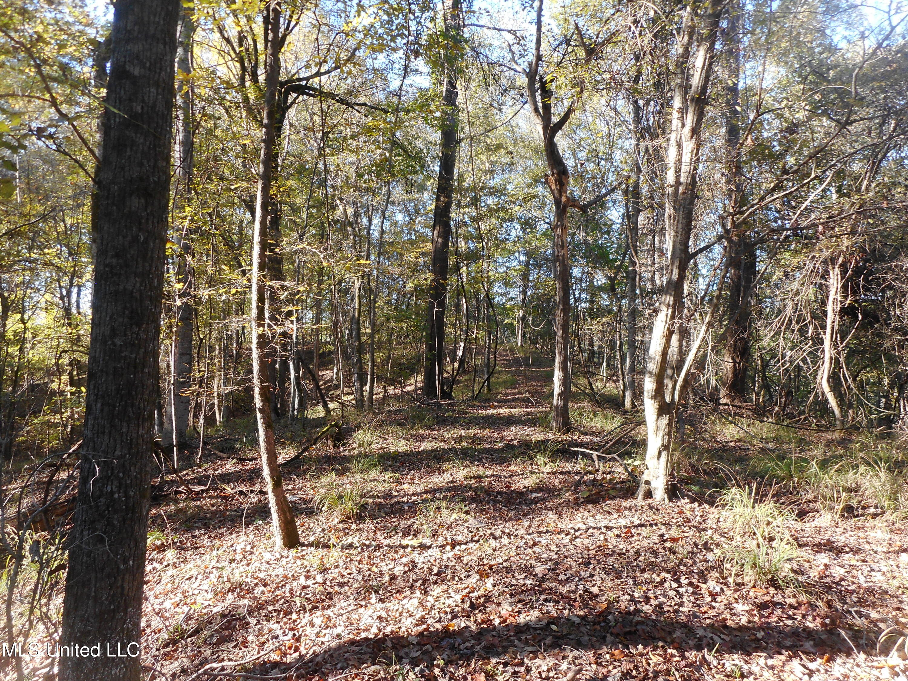 Perry Creek Road, Satartia, Mississippi image 9