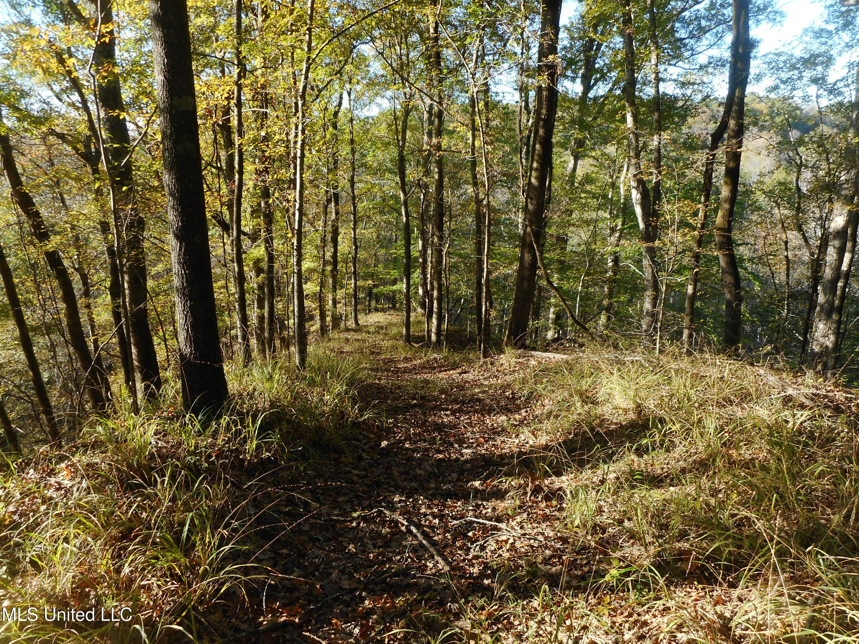 Perry Creek Road, Satartia, Mississippi image 7