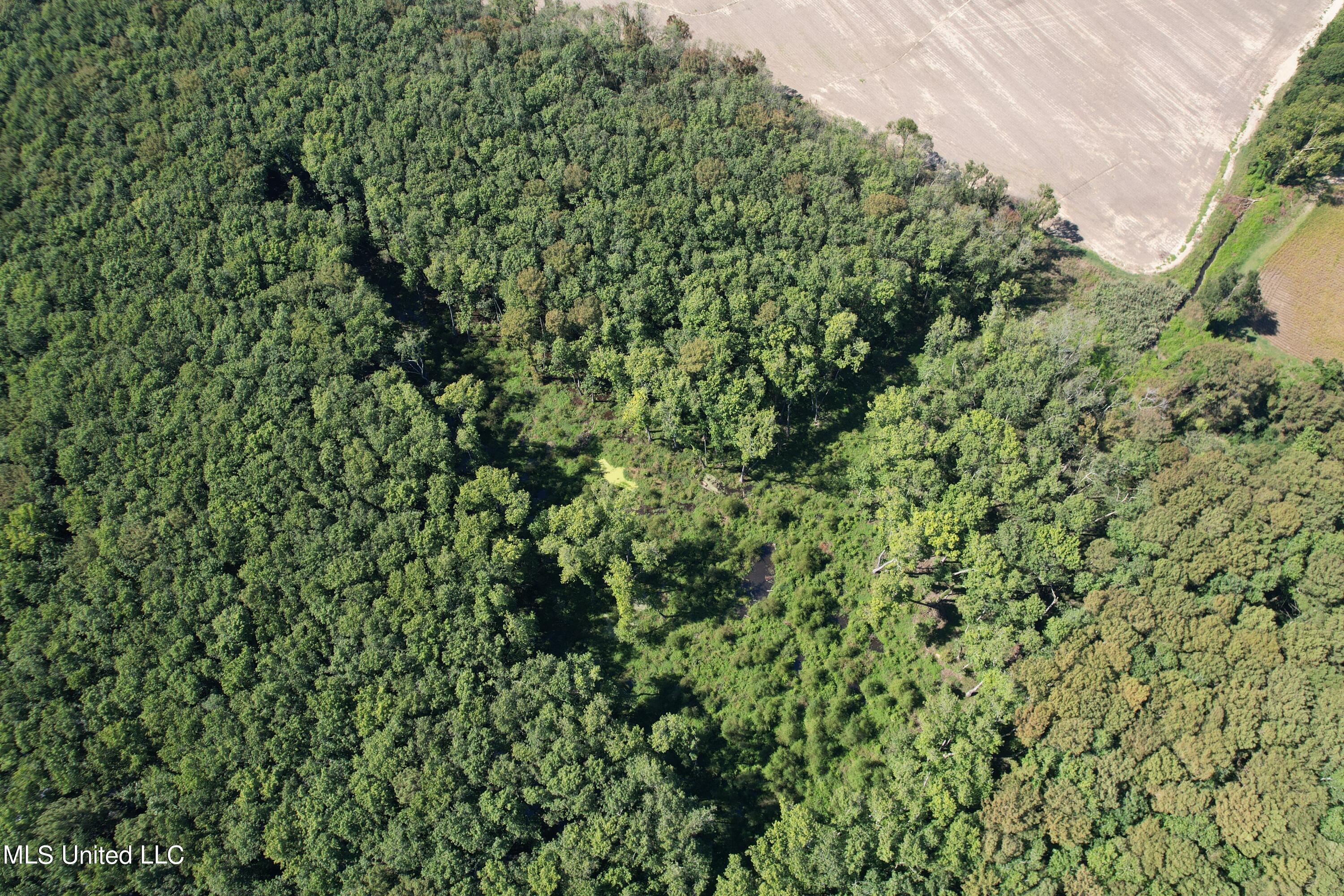 County Road 516, Schlater, Mississippi image 8