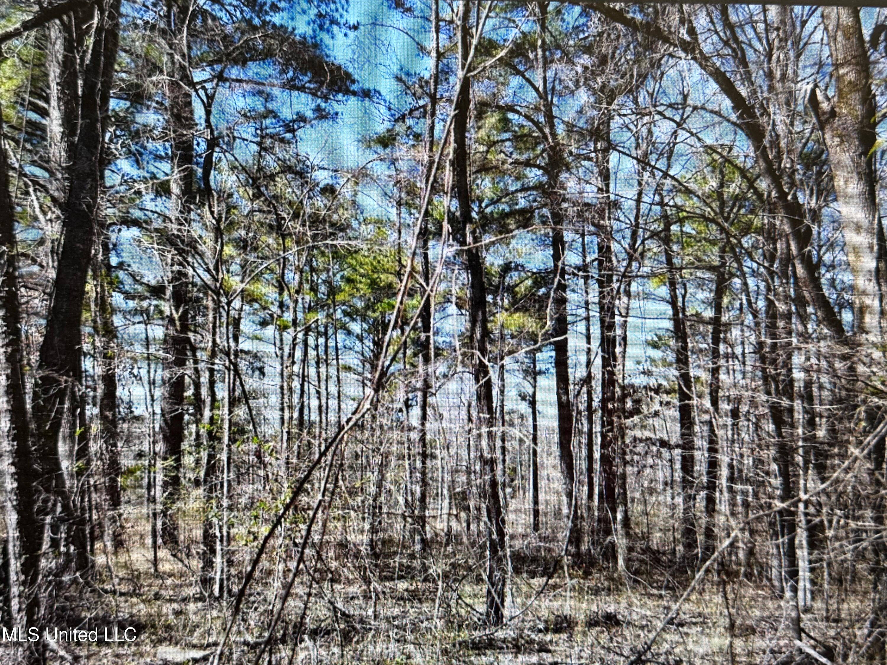 No Red Hills Road, Byhalia, Mississippi image 6