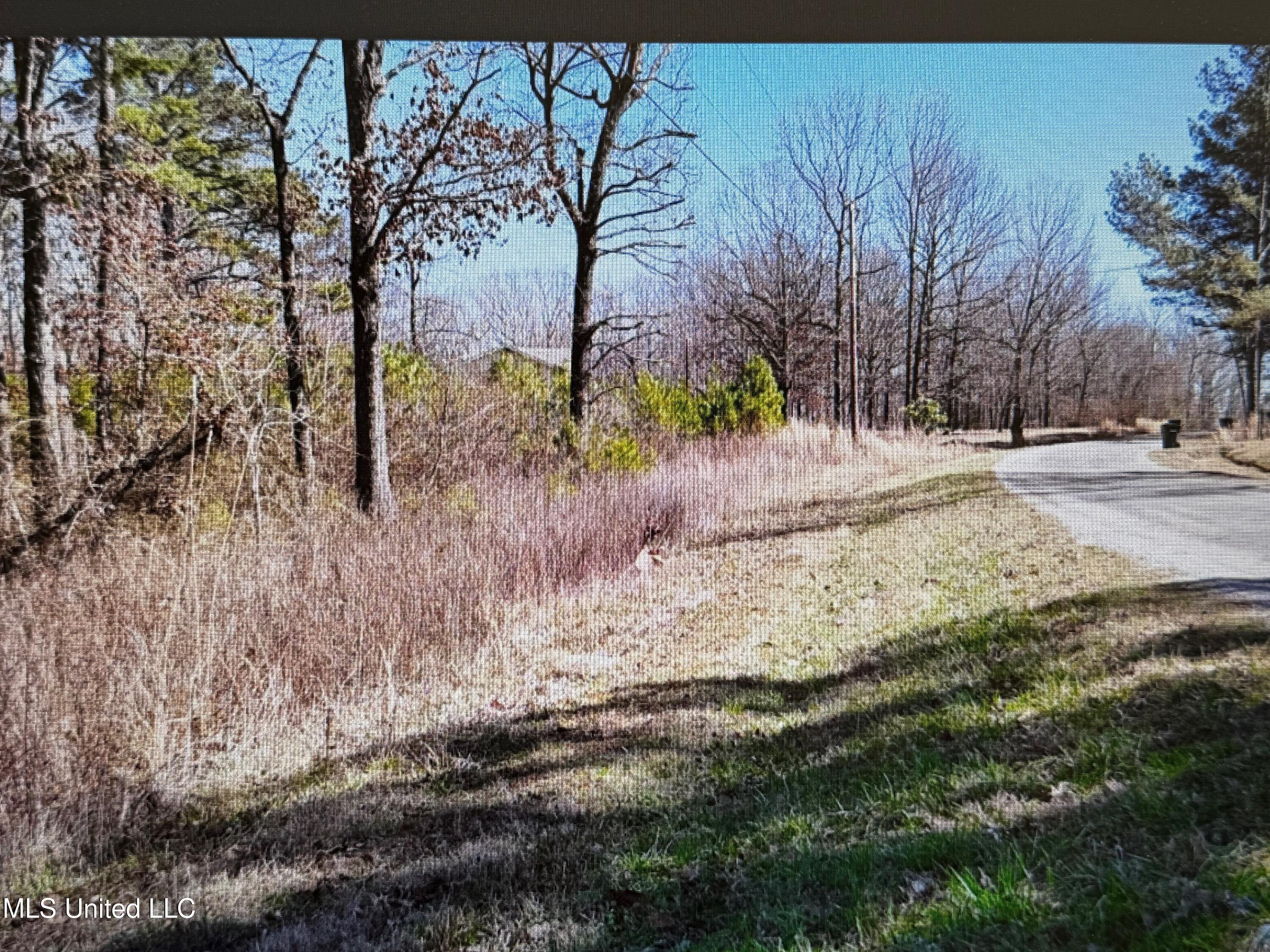 No Red Hills Road, Byhalia, Mississippi image 3