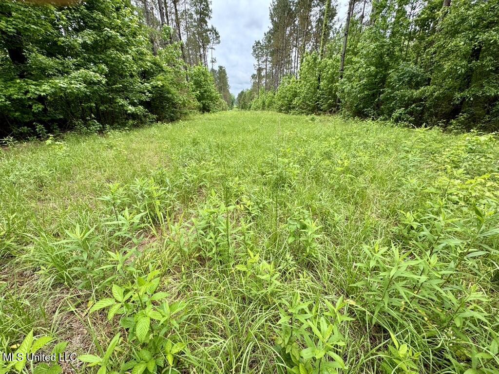 0020 Mount Carmel Road, Daleville, Mississippi image 6