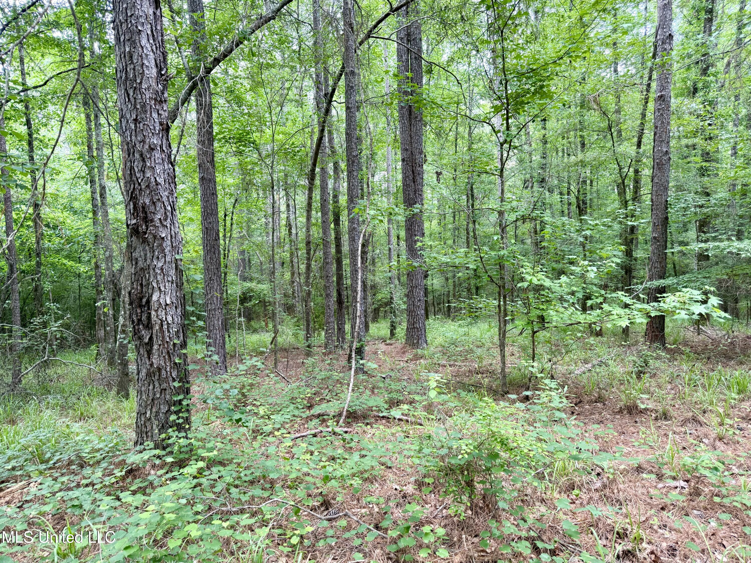 Stephens Rd, Durant, Mississippi image 10