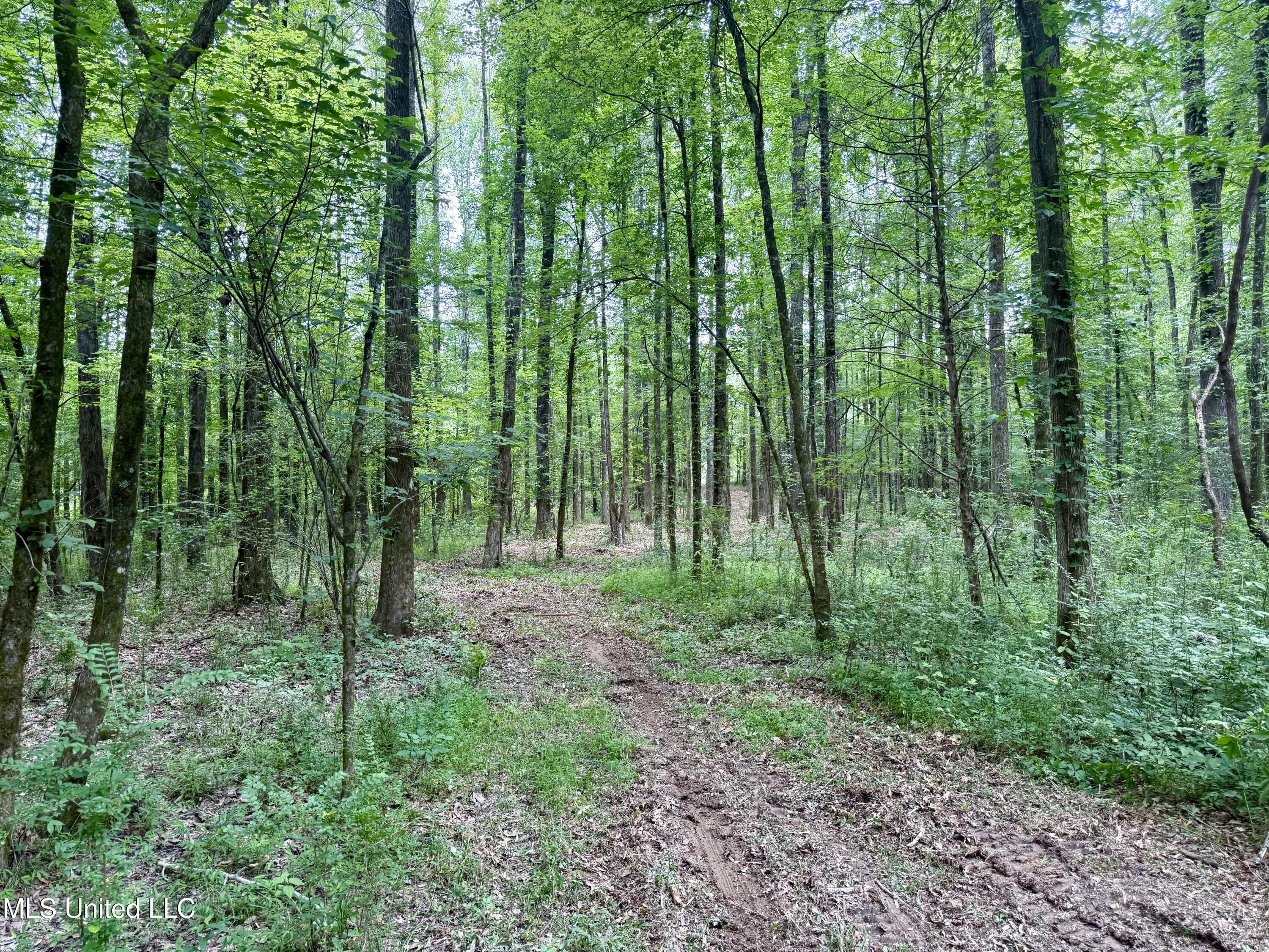 Stephens Rd, Durant, Mississippi image 4