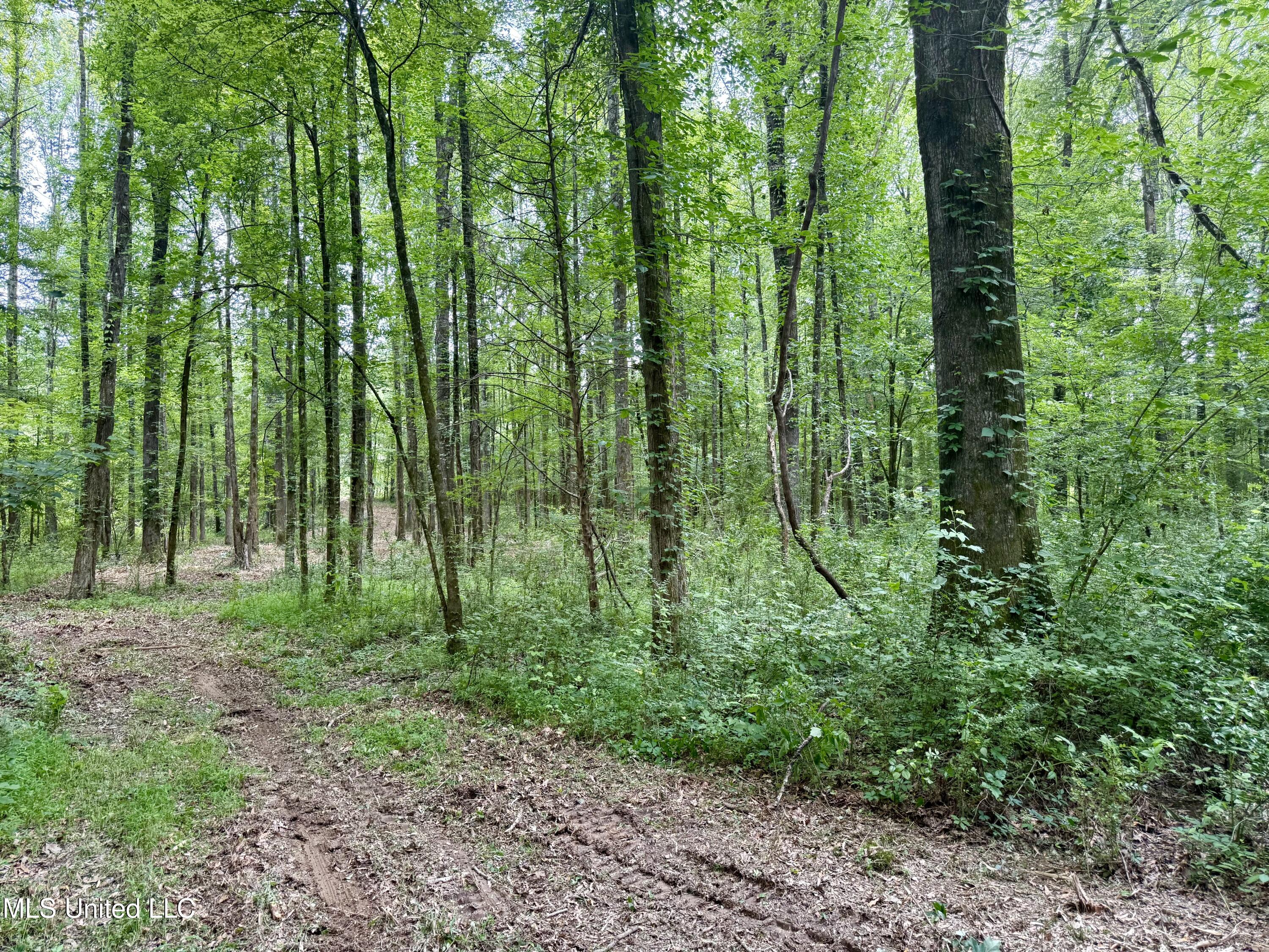 Stephens Rd, Durant, Mississippi image 5