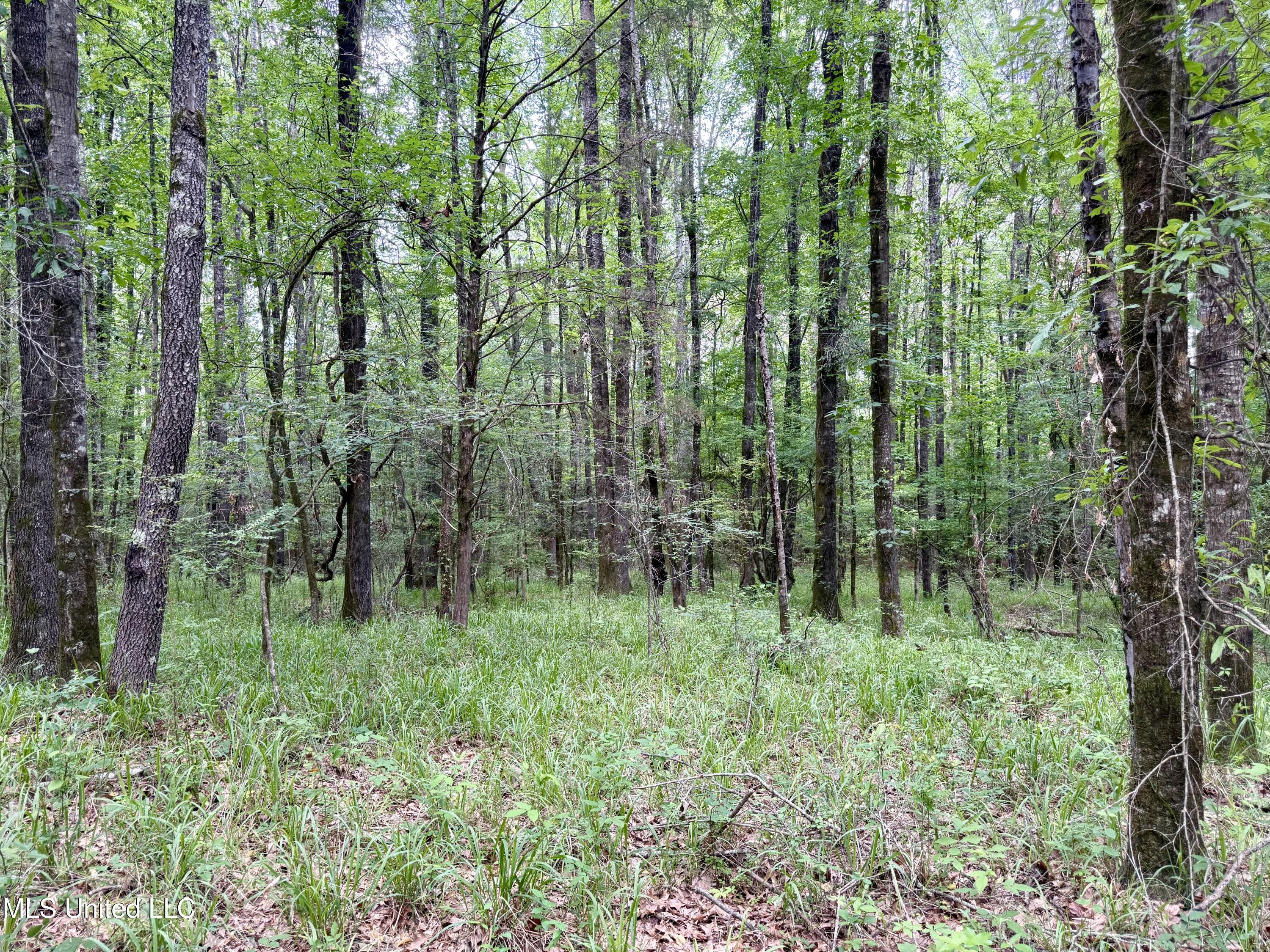 Stephens Rd, Durant, Mississippi image 11