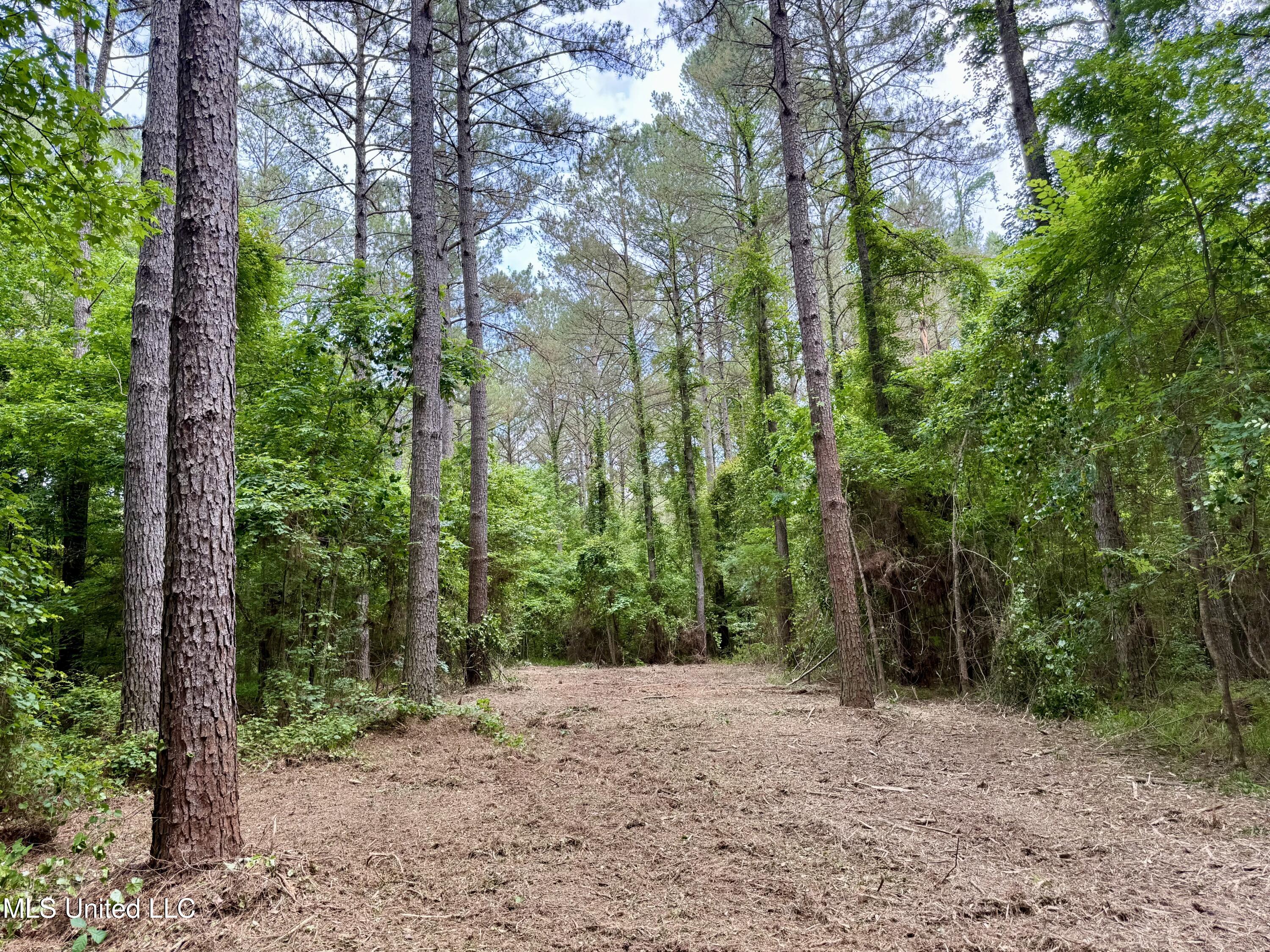 Stephens Rd, Durant, Mississippi image 12