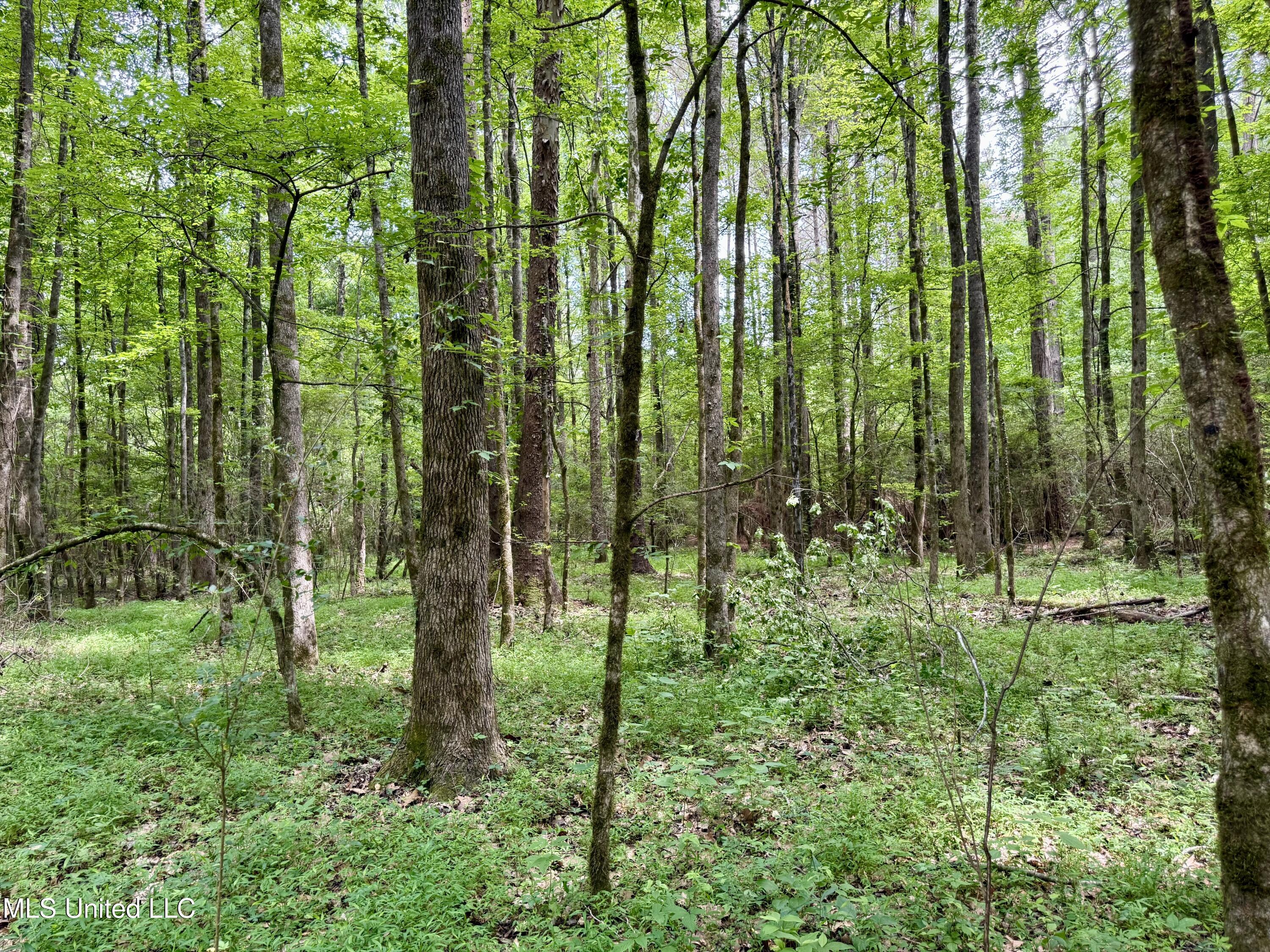 Stephens Rd, Durant, Mississippi image 14