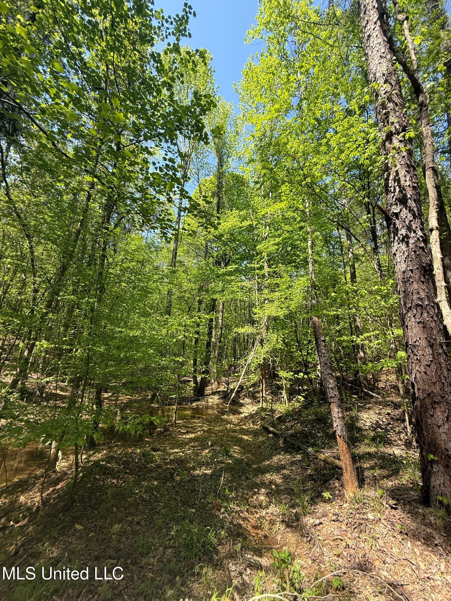 Holly Grove Meeks Road, Cruger, Mississippi image 36