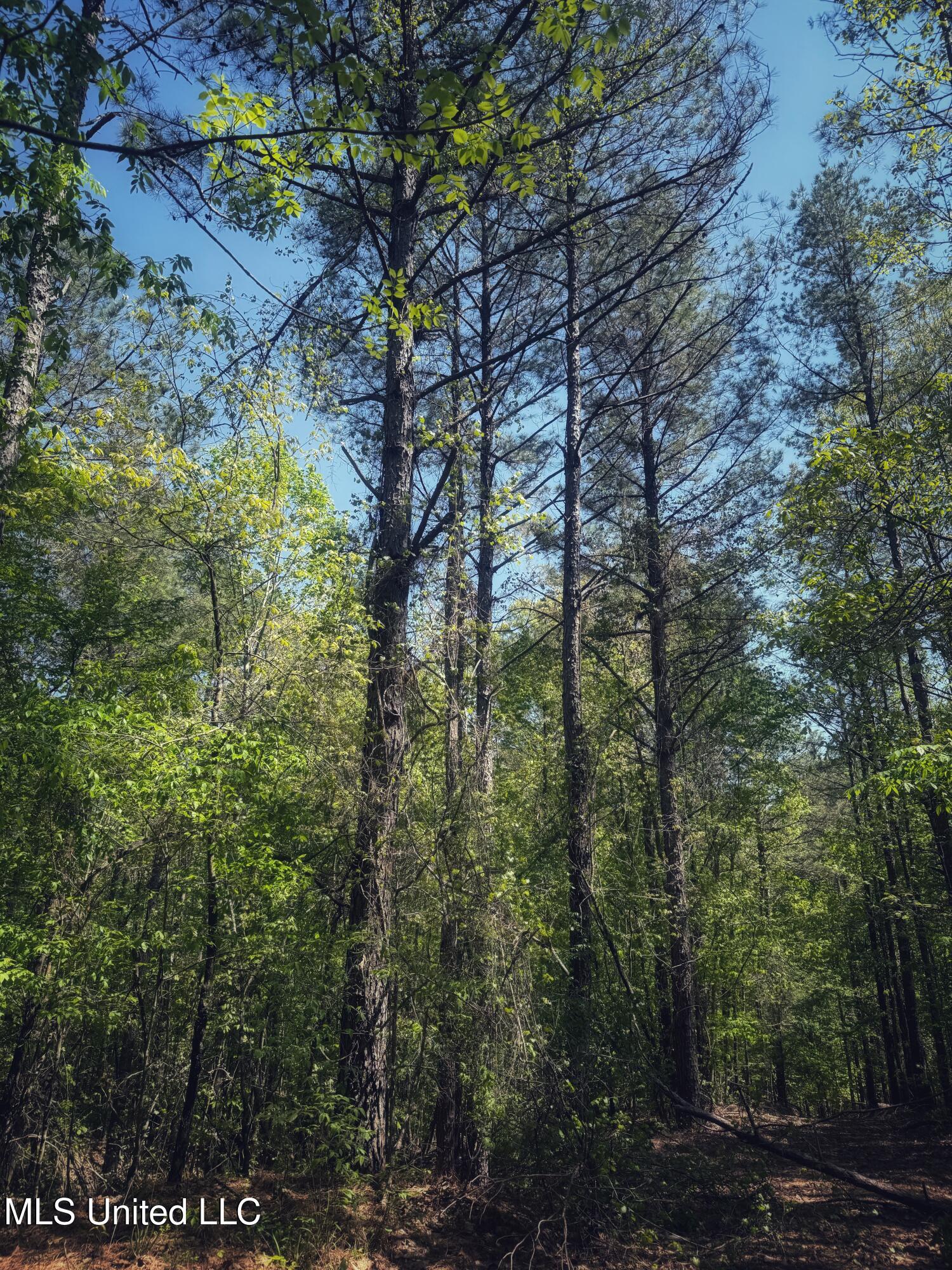 Holly Grove Meeks Road, Cruger, Mississippi image 29