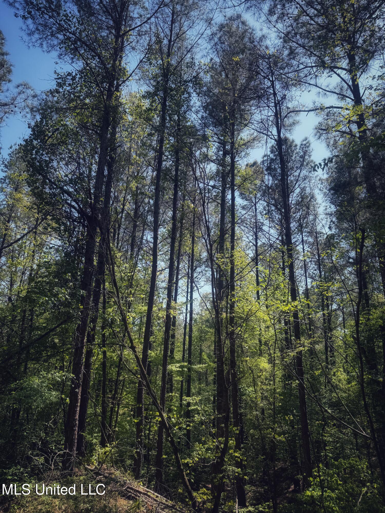 Holly Grove Meeks Road, Cruger, Mississippi image 28