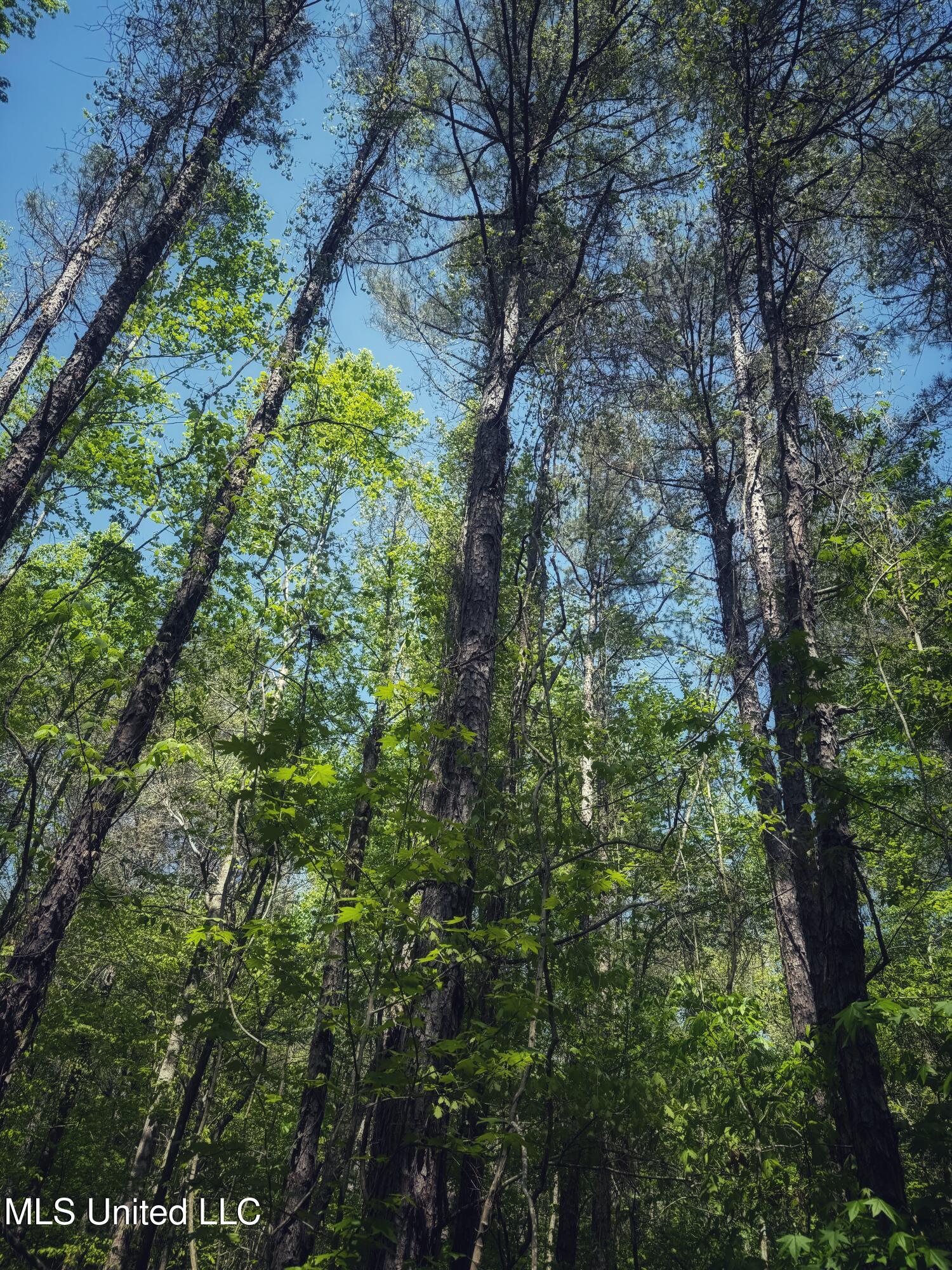 Holly Grove Meeks Road, Cruger, Mississippi image 31