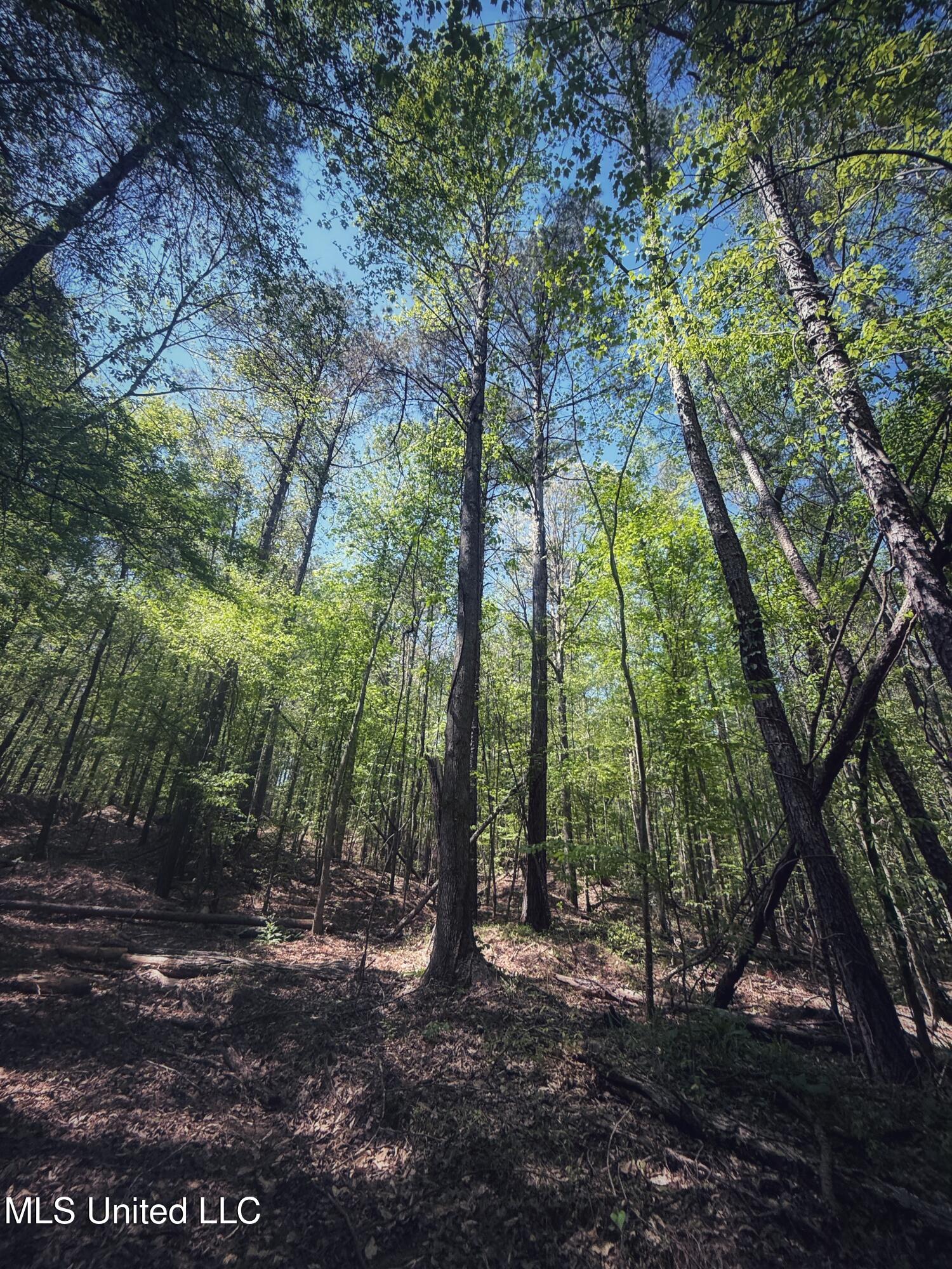 Holly Grove Meeks Road, Cruger, Mississippi image 37