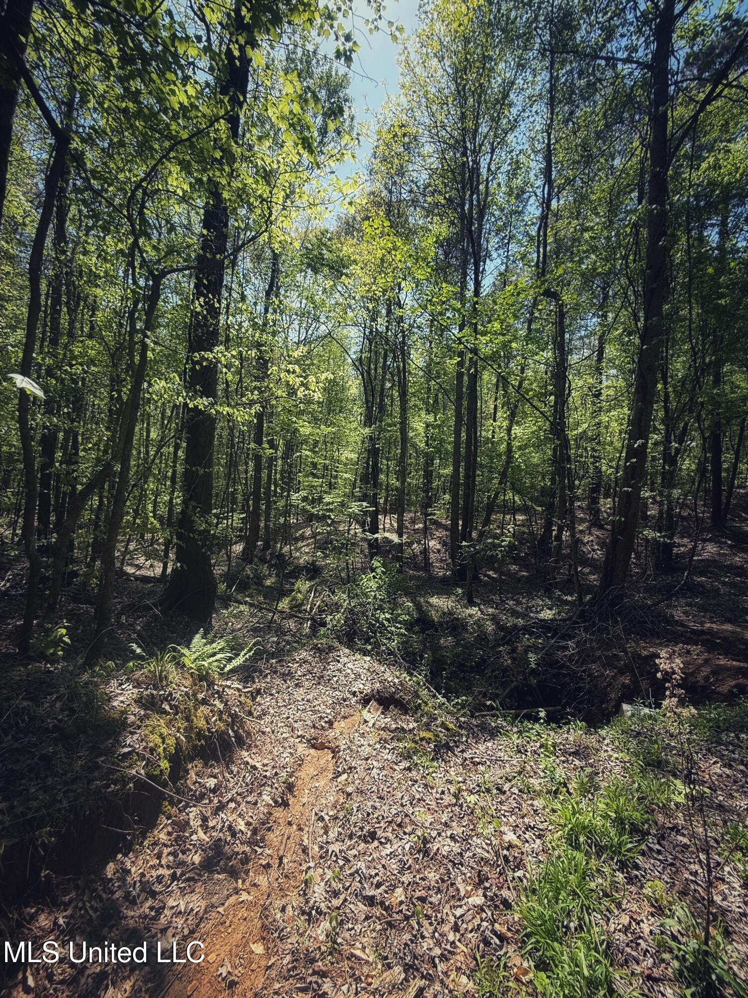 Holly Grove Meeks Road, Cruger, Mississippi image 35