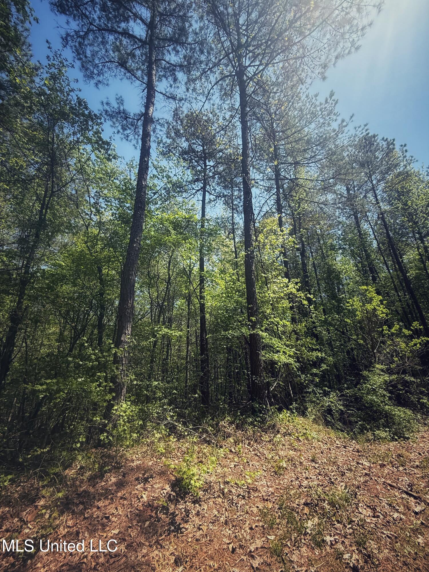 Holly Grove Meeks Road, Cruger, Mississippi image 26