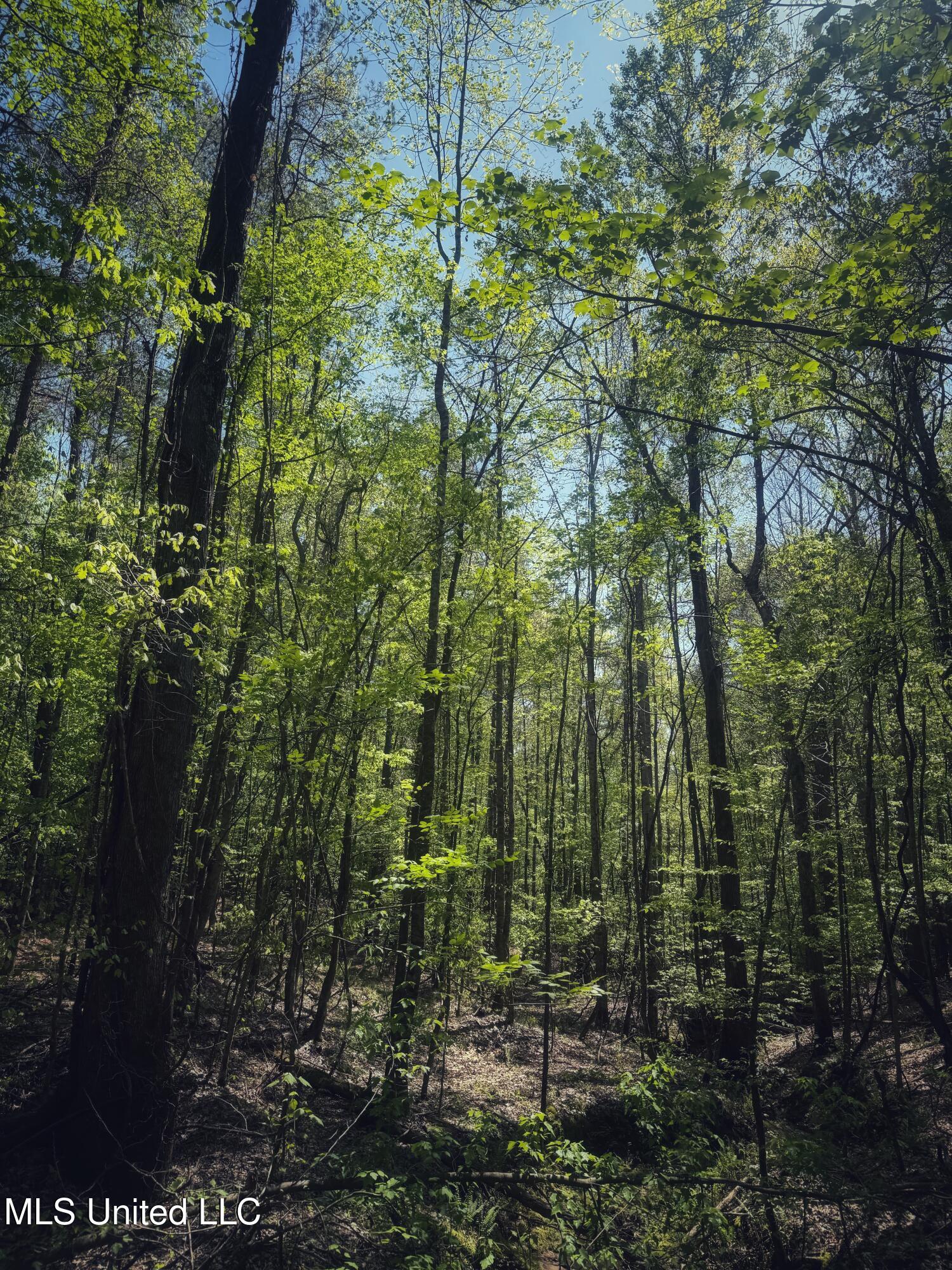 Holly Grove Meeks Road, Cruger, Mississippi image 30