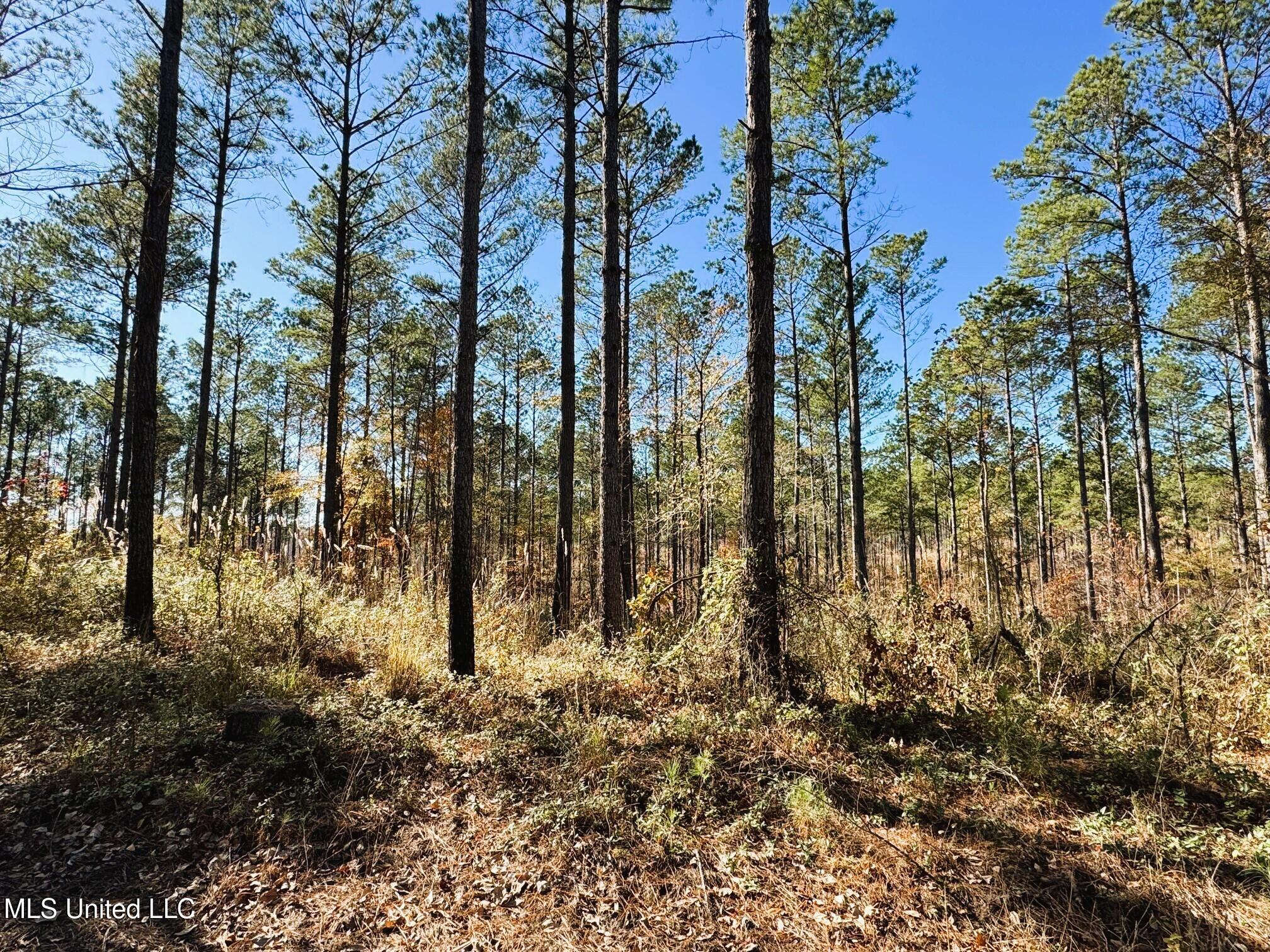 Tbd Cr 235, Banner, Mississippi image 13