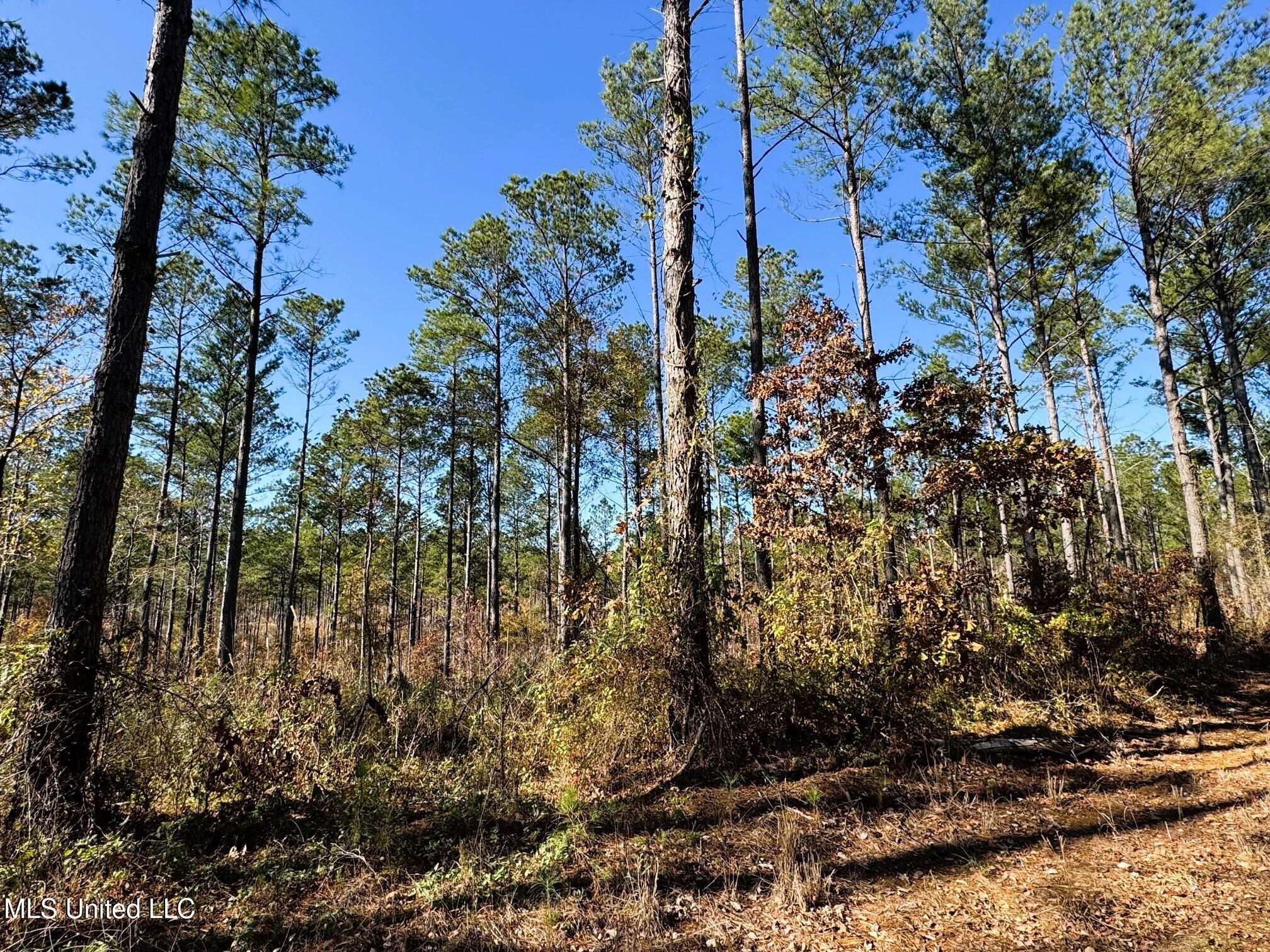 Tbd Cr 235, Banner, Mississippi image 11