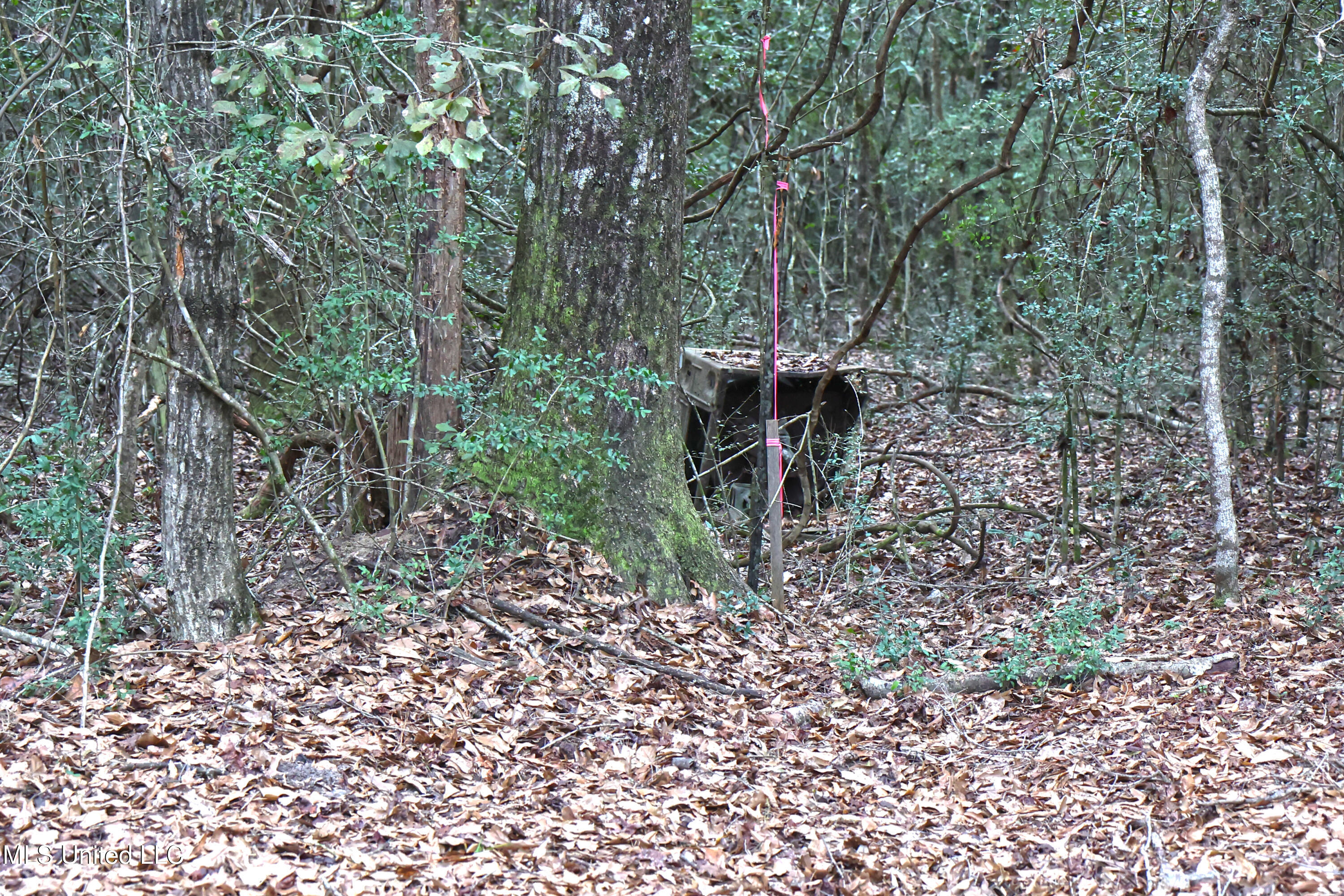 Ramie Farm Road, Lucedale, Mississippi image 3