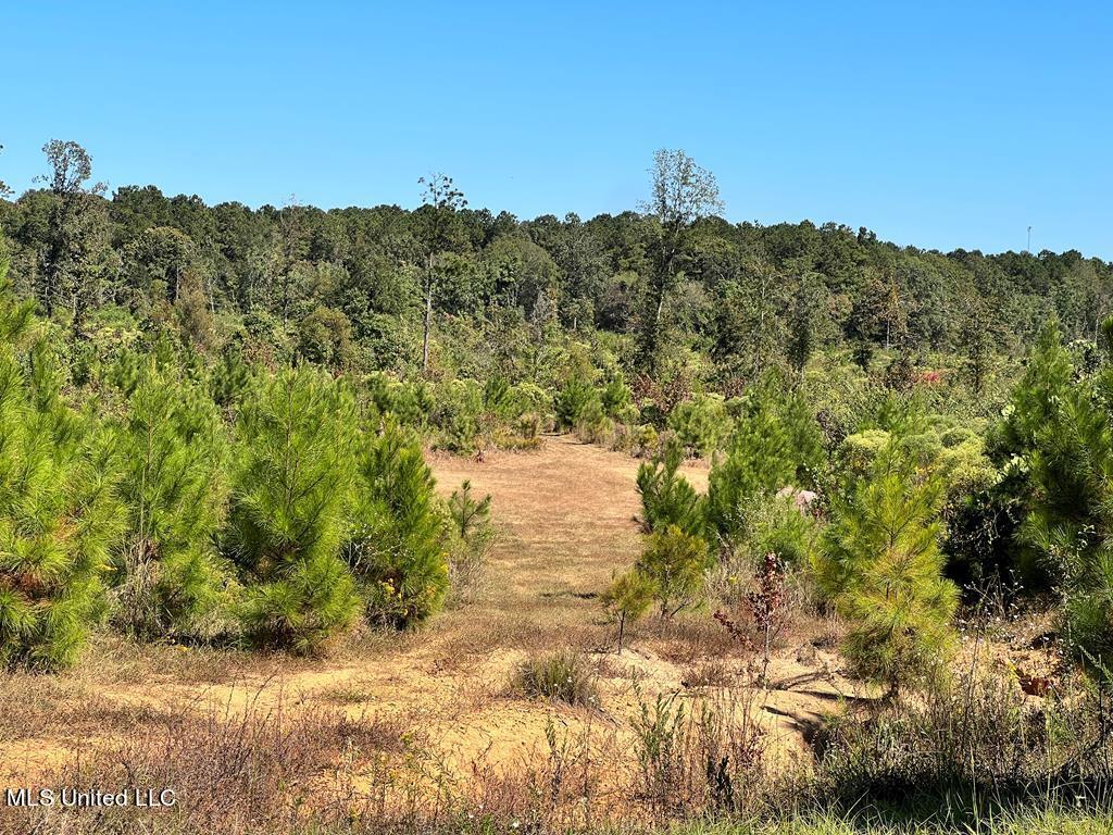 Hwy 48, Centreville, Mississippi image 3