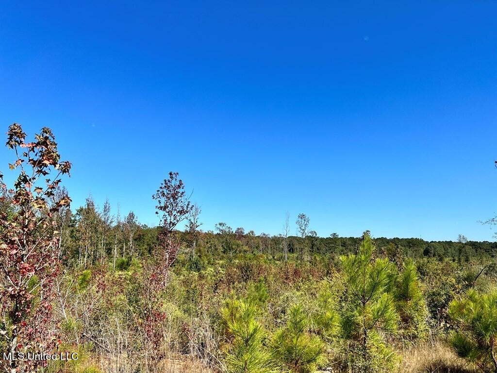 Hwy 48, Centreville, Mississippi image 5