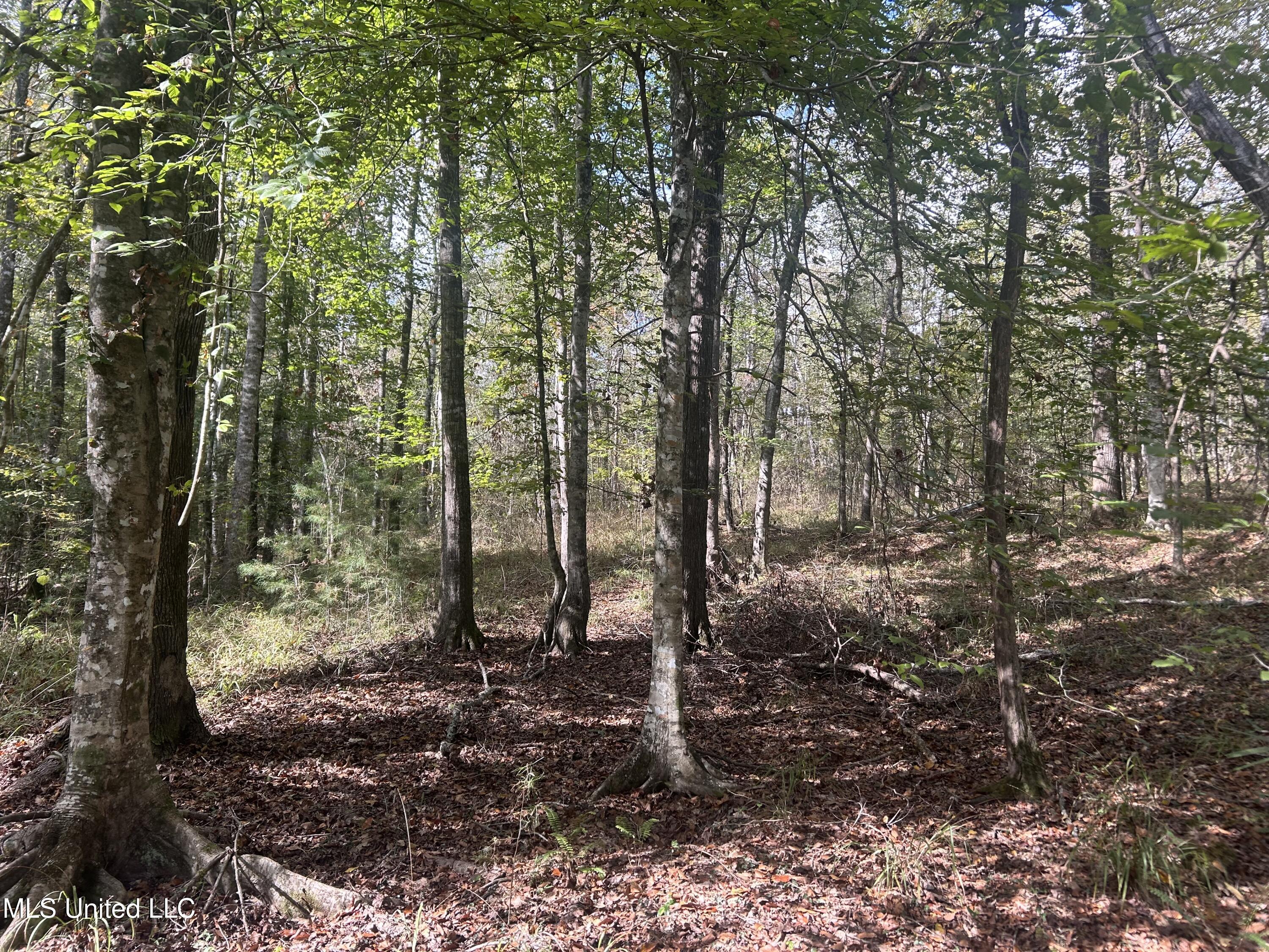 Crews Lane, Crystal Springs, Mississippi image 8