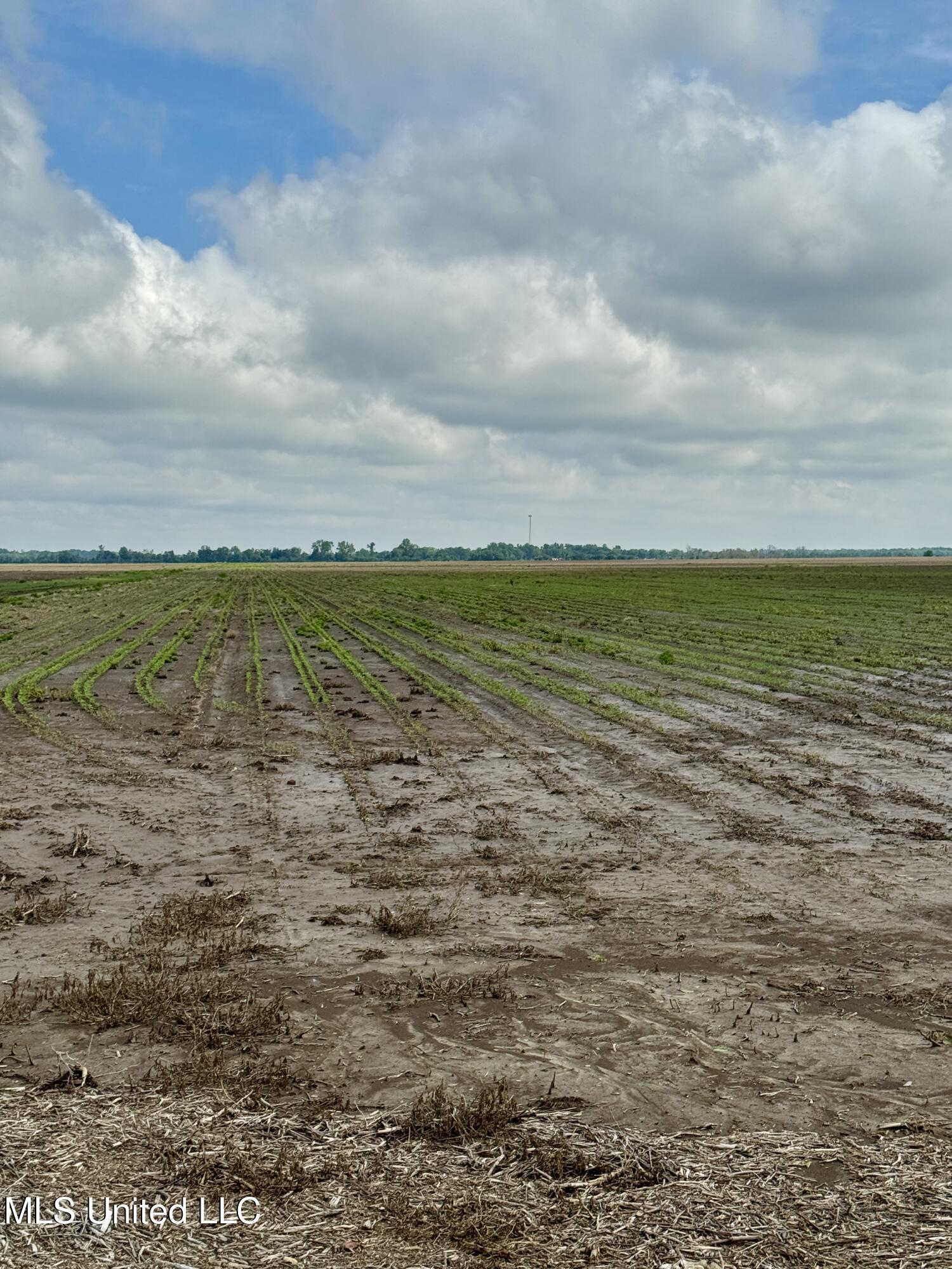Farrell Road, Clarksdale, Mississippi image 13