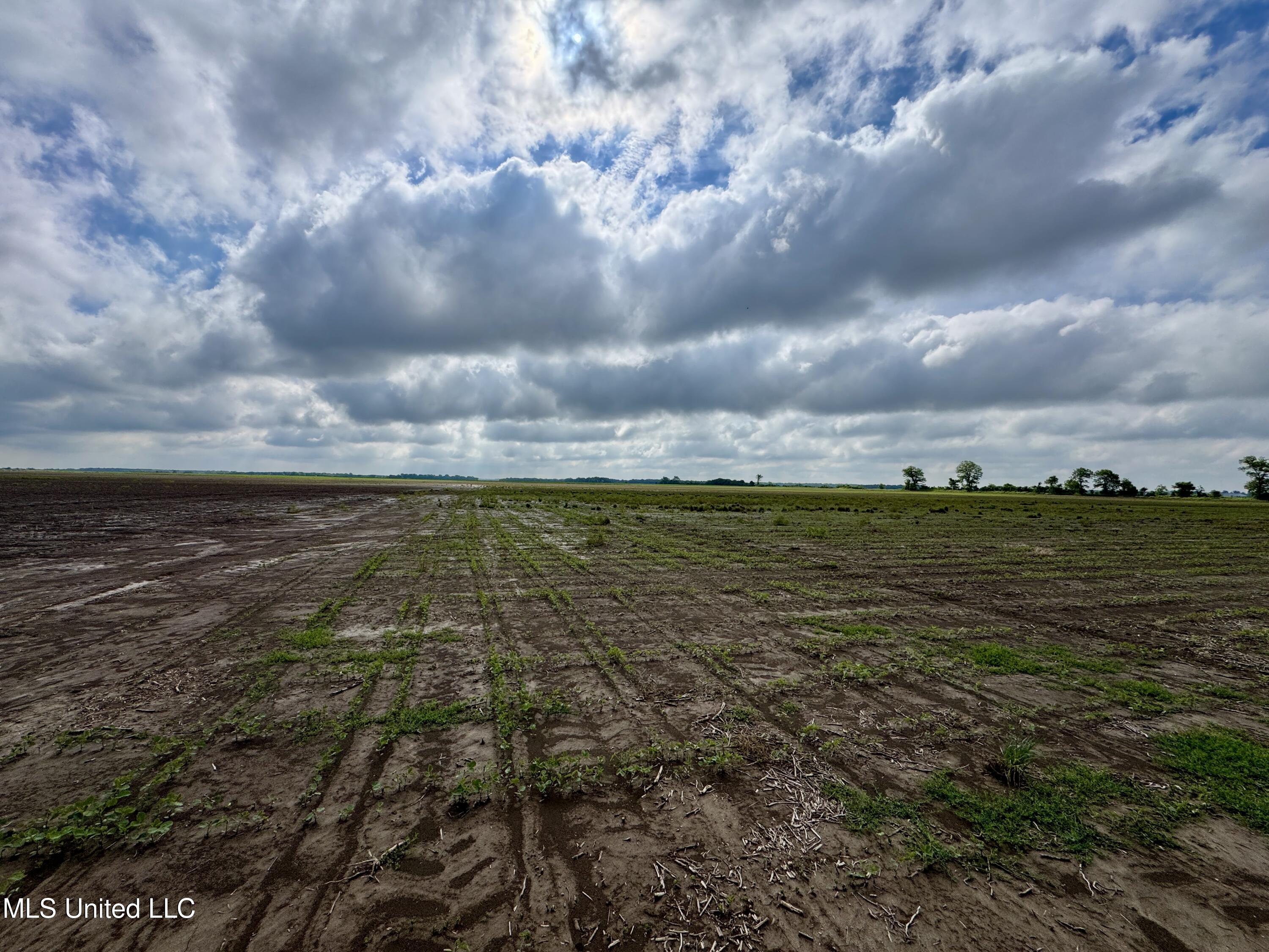 Farrell Road, Clarksdale, Mississippi image 10