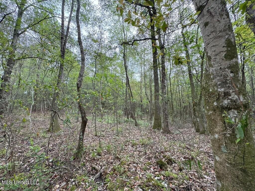 Forest Lake Road, Beaumont, Mississippi image 5