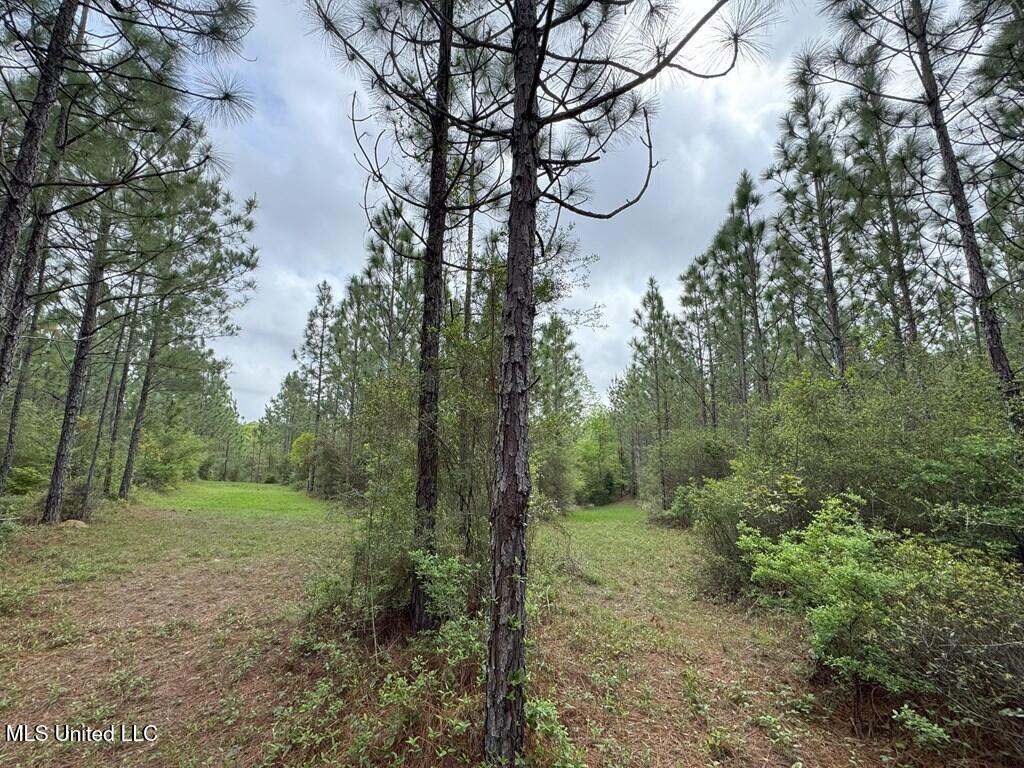Forest Lake Road, Beaumont, Mississippi image 11