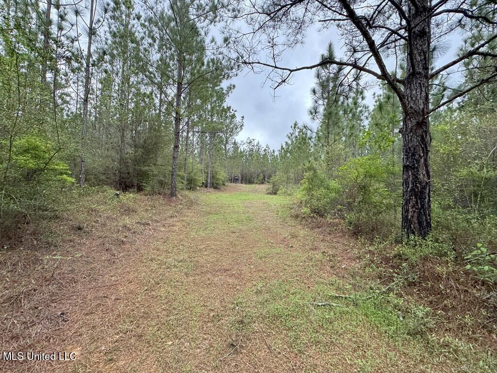 Forest Lake Road, Beaumont, Mississippi image 13