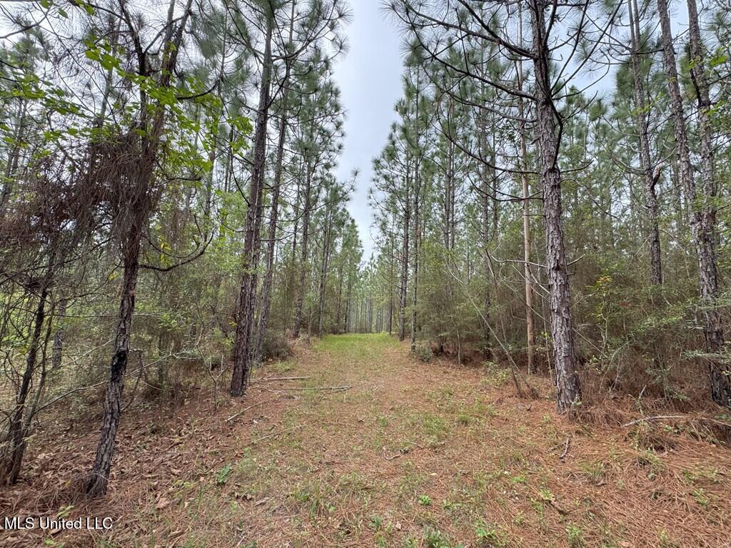 Forest Lake Road, Beaumont, Mississippi image 33